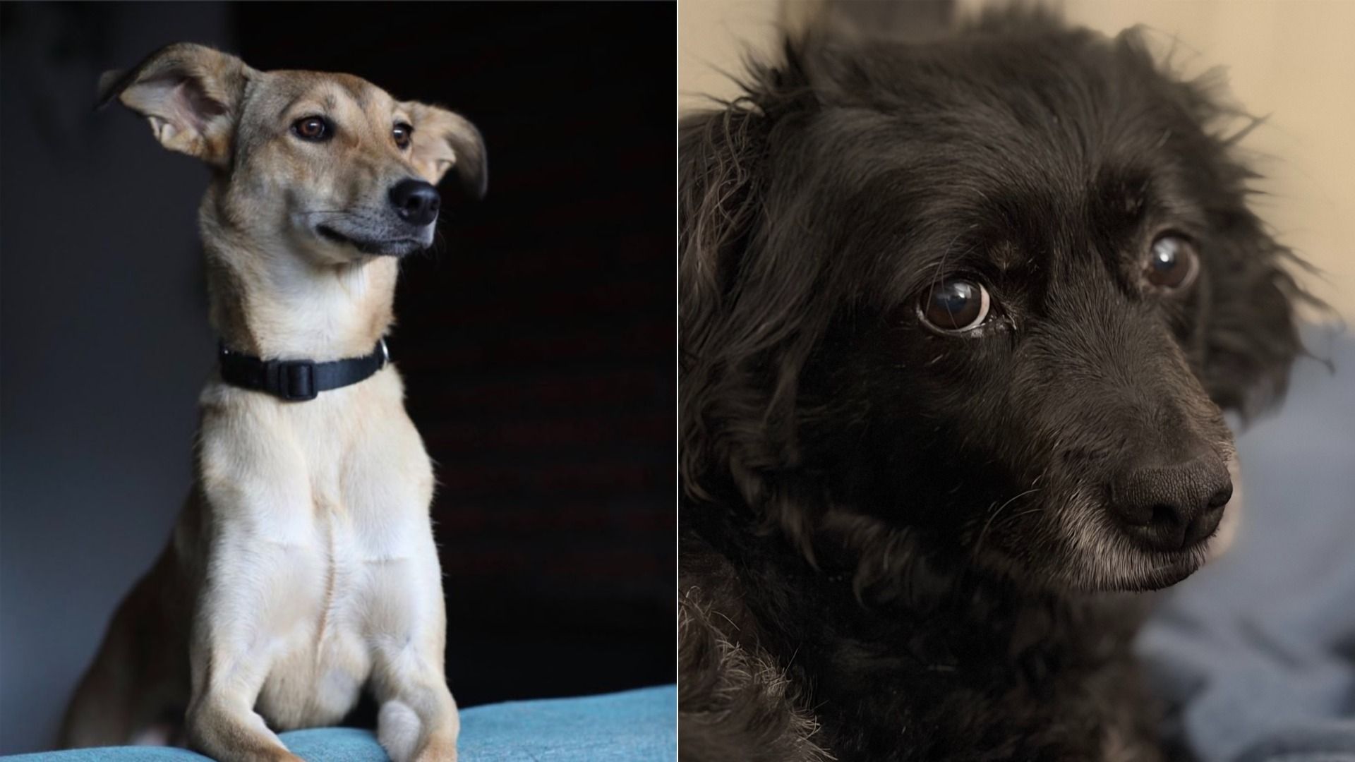 Split image of two dogs: left a tan dog with a black collar sitting against a dark background, ears perked, looking sideways; right a close-up of a fluffy black/brown dog's face with large eyes.