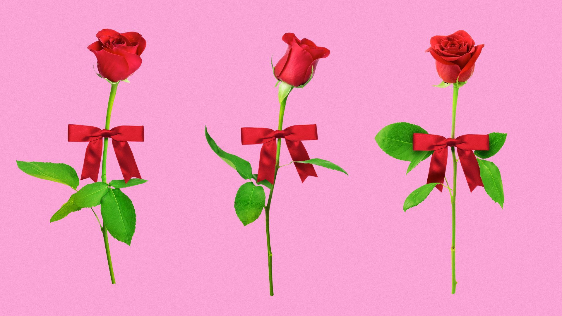 Illustration of three single red roses, each with a red ribbon tied in a bow.