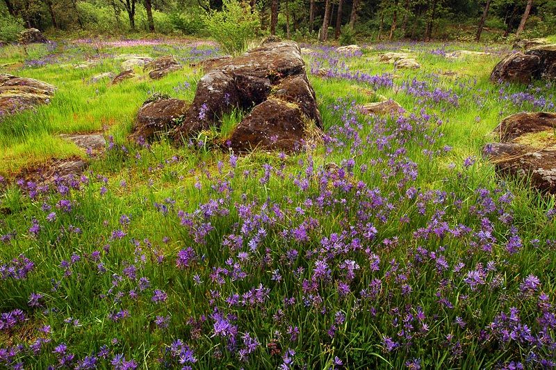 A field with purple Camas flowers. 