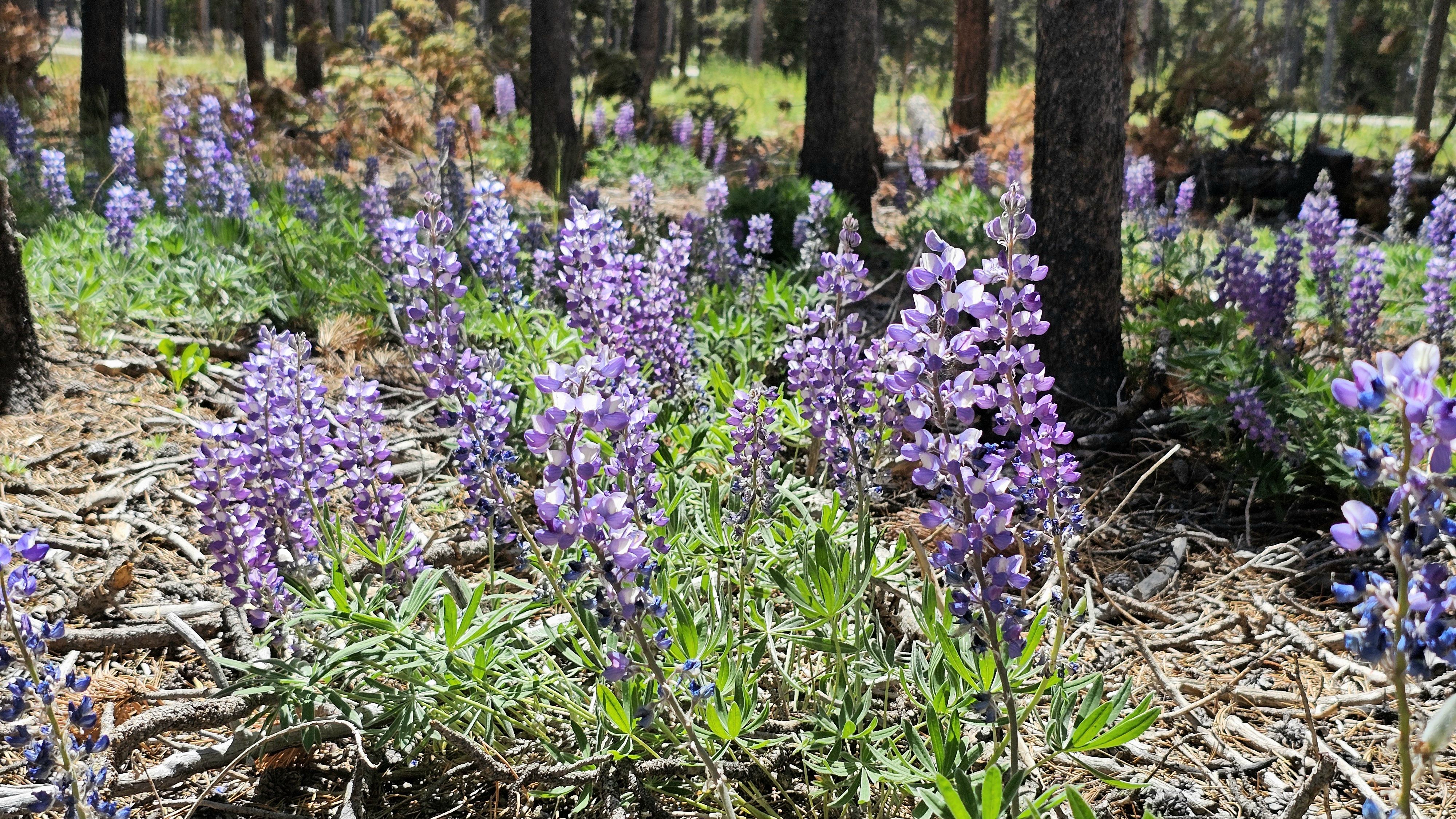 Sunlit forest floor covered with purple lupine flowers, green leaves, and pine needles, with tall trees in the background.