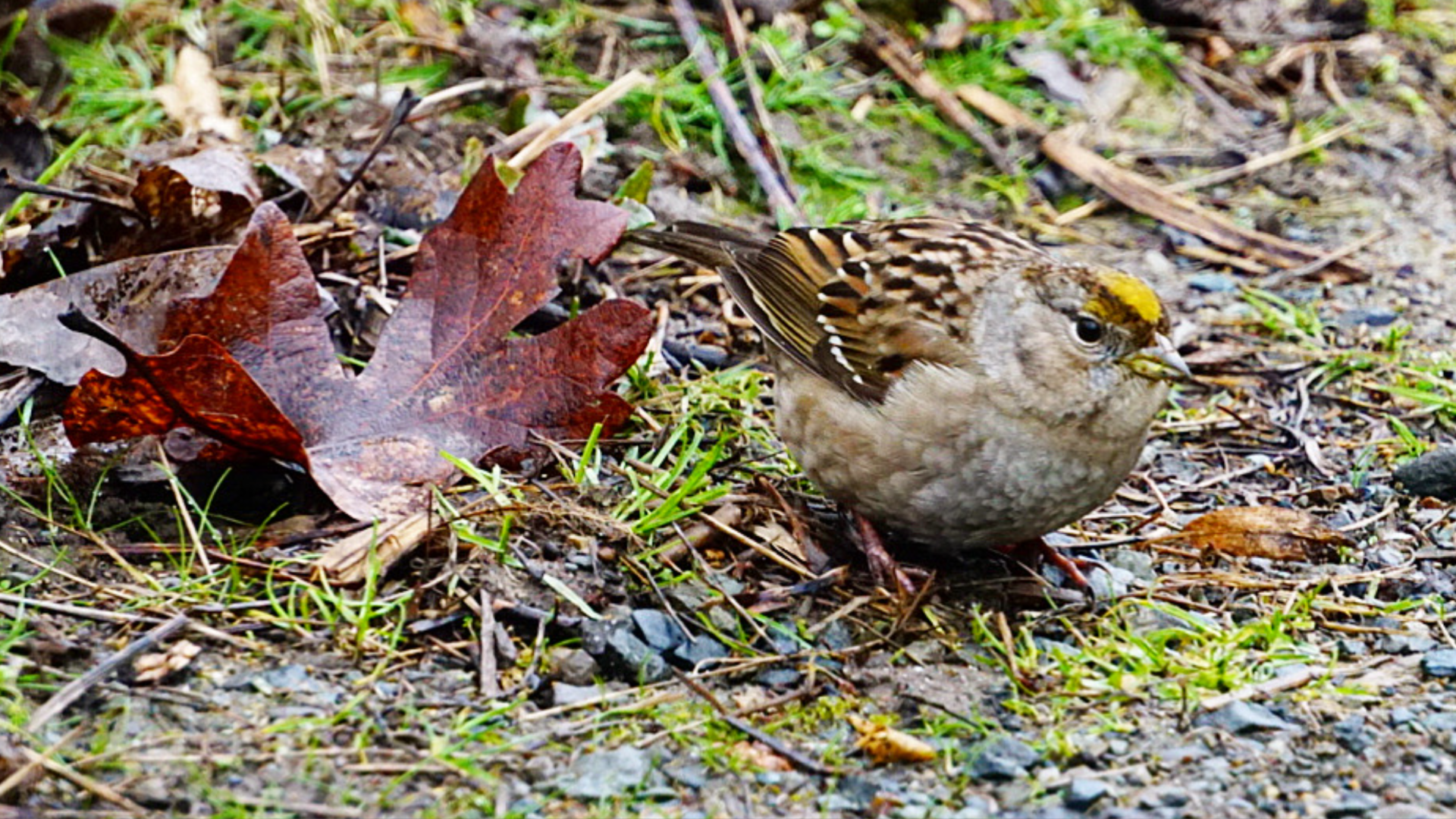 A little brown bird with gold on its head feeds on the ground among fall leaves. 