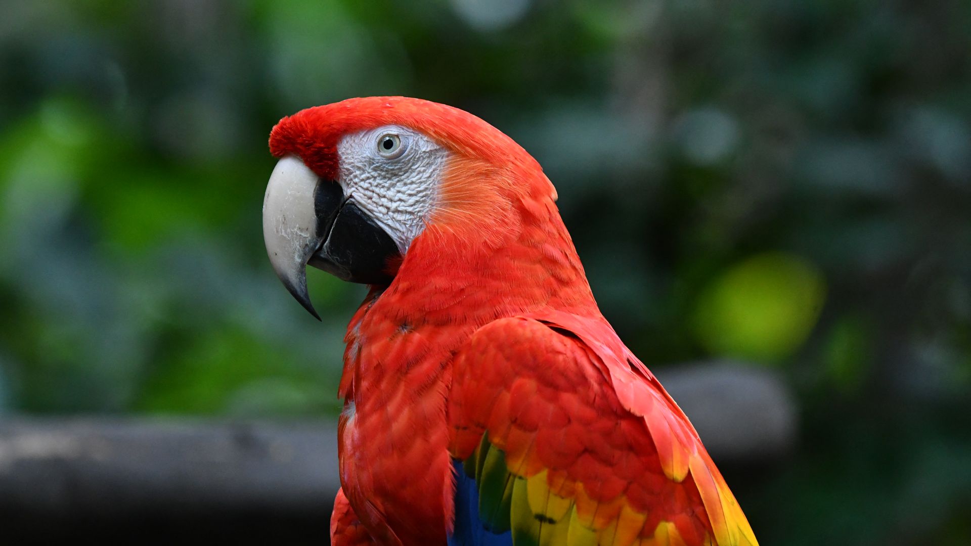 A scarlet macaw (Ara macao) is pictured at the Wildlife Rescue Center in Alajuela, Costa Rica, on September 16, 2024.