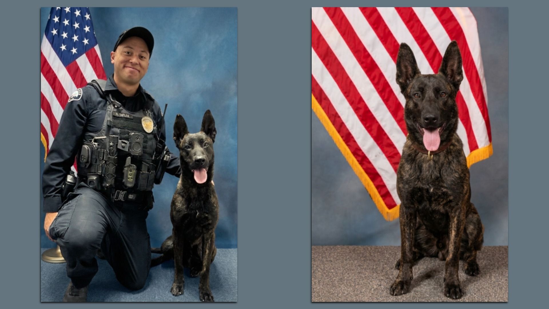 Two portraits: left a uniformed officer kneeling with a police dog beside an American flag; right a brindle German Shepherd with tongue out in front of an American flag.