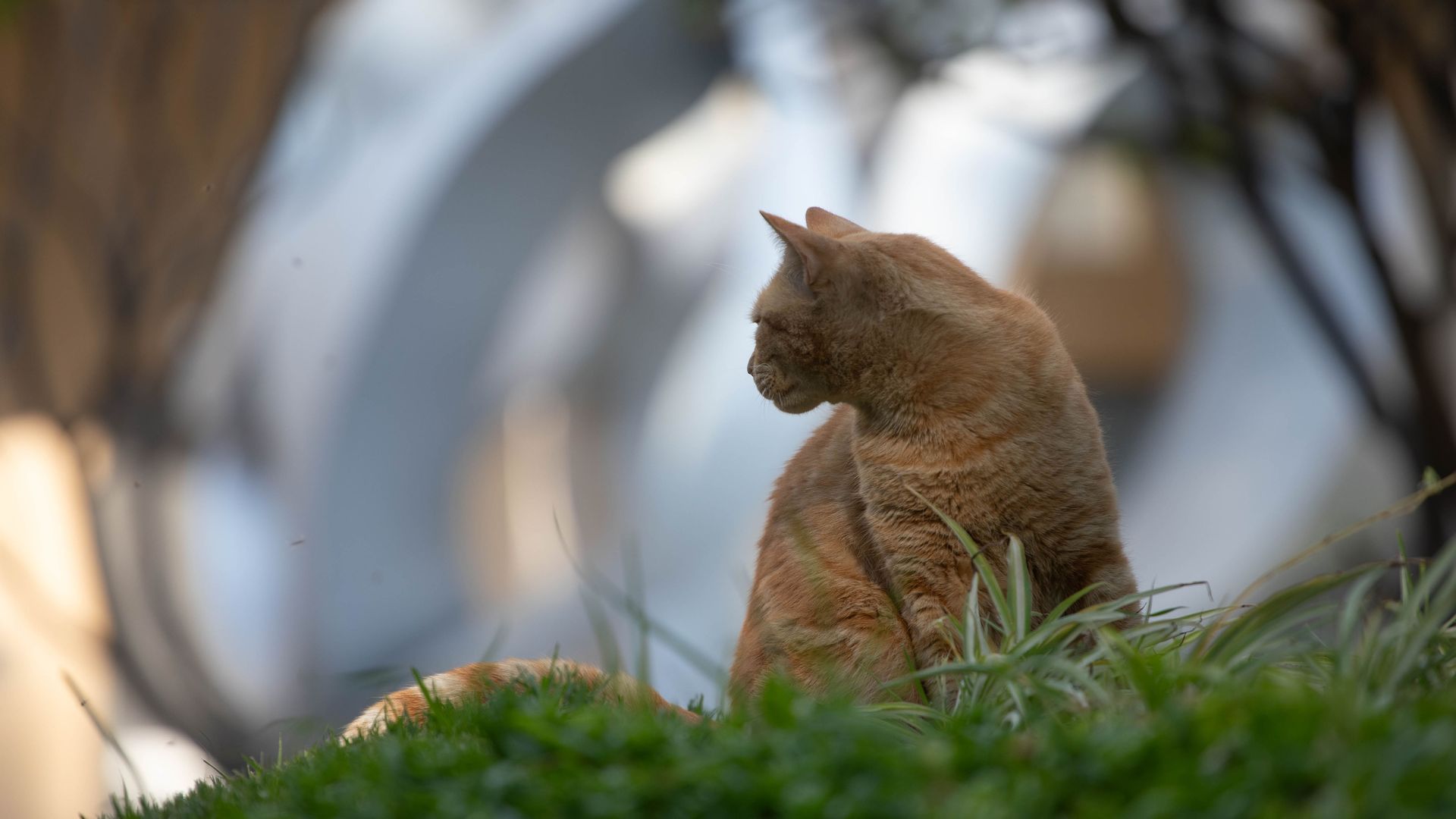 A feral cat sits in one of the gardens of the National Presidential Palace, in Mexico City, Mexico on April 12, 2024. 