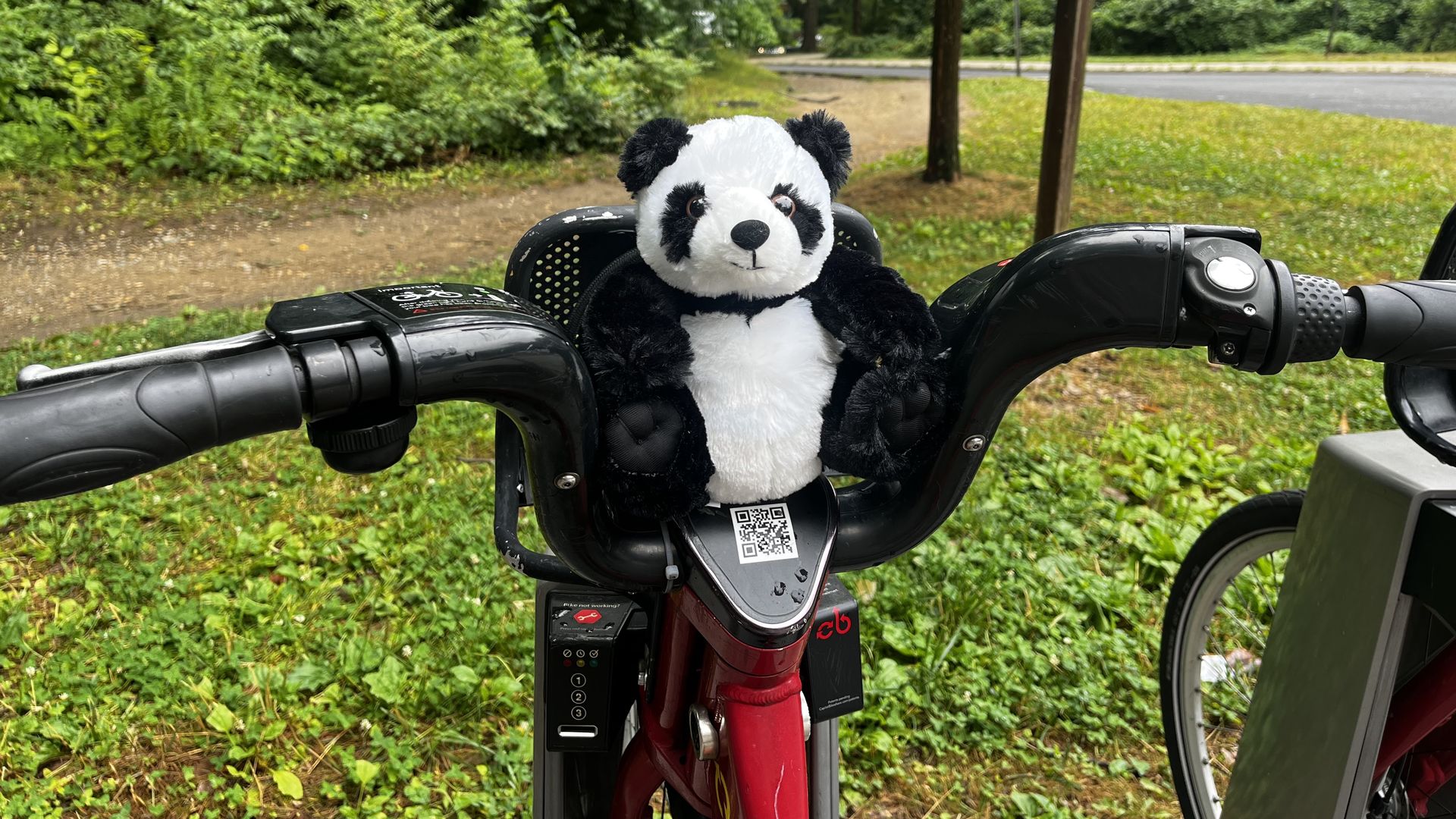 Go-Go the Axios D.C. panda