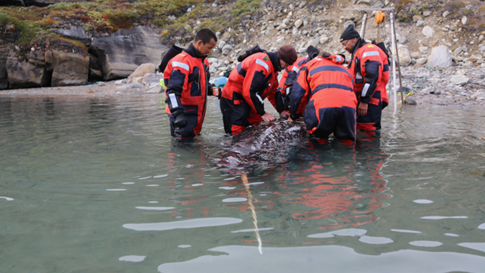 Scientists tagging a narwhal