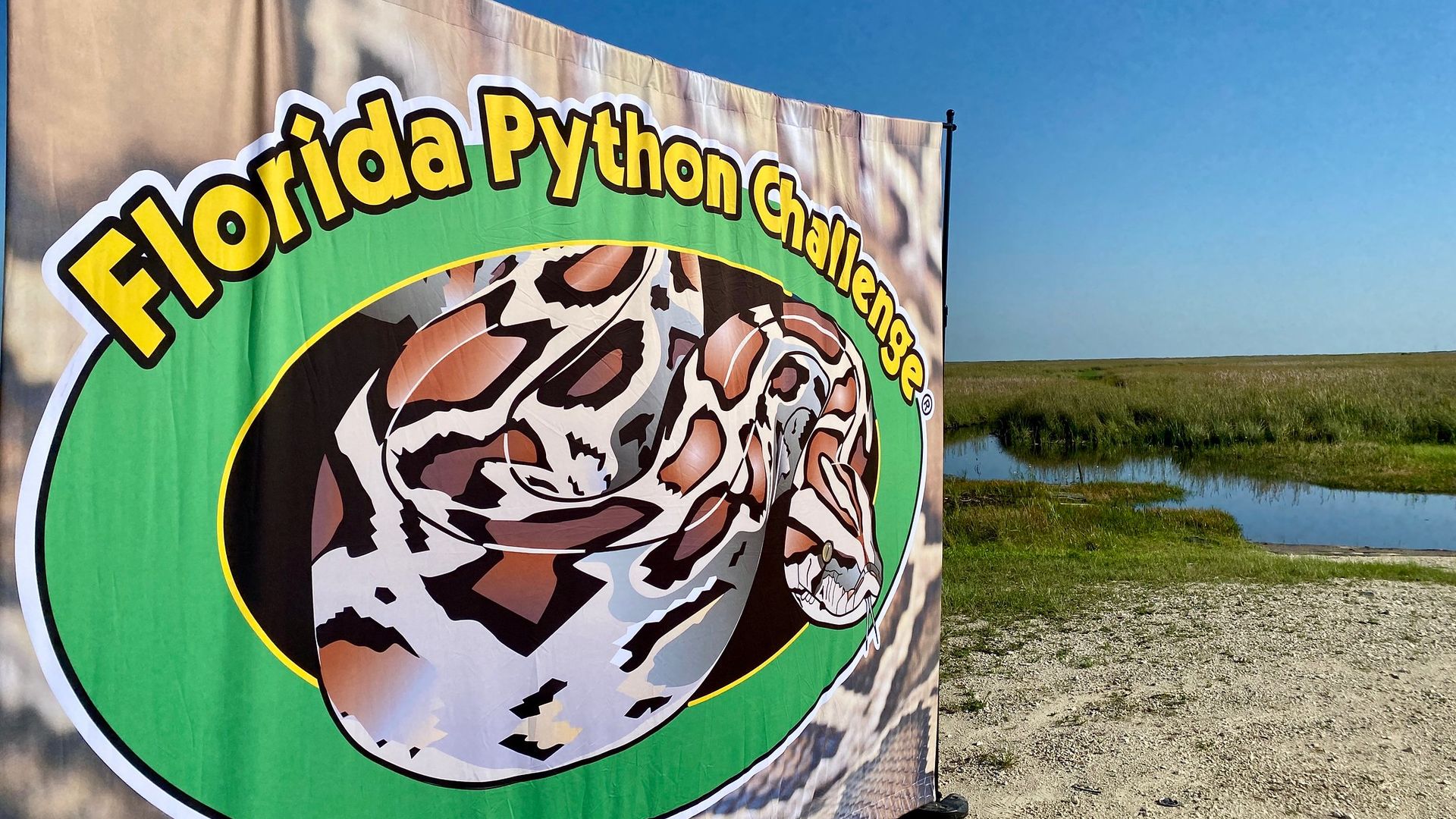 What to know about Florida's python hunting contest with a $10K prize ...