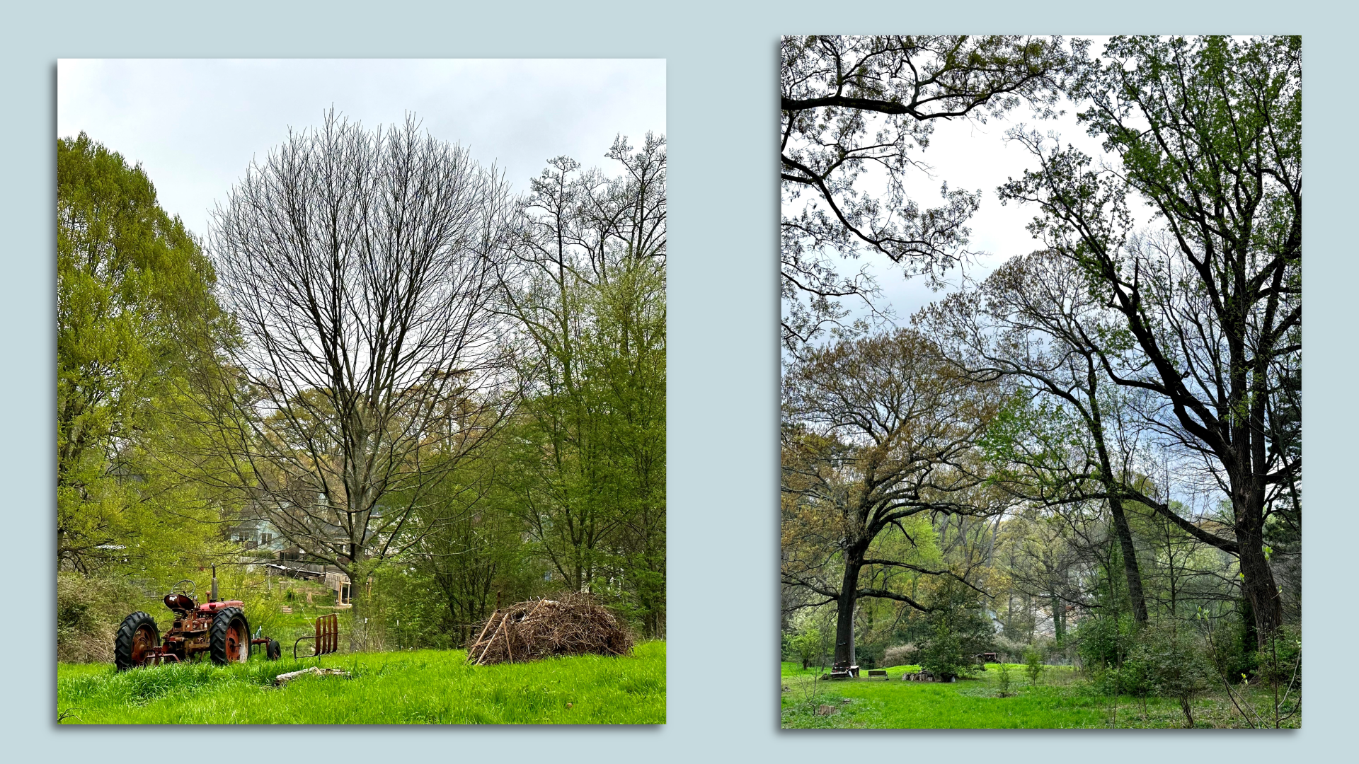 Side by side photos of an urban farm in a residential neighborhood with large trees