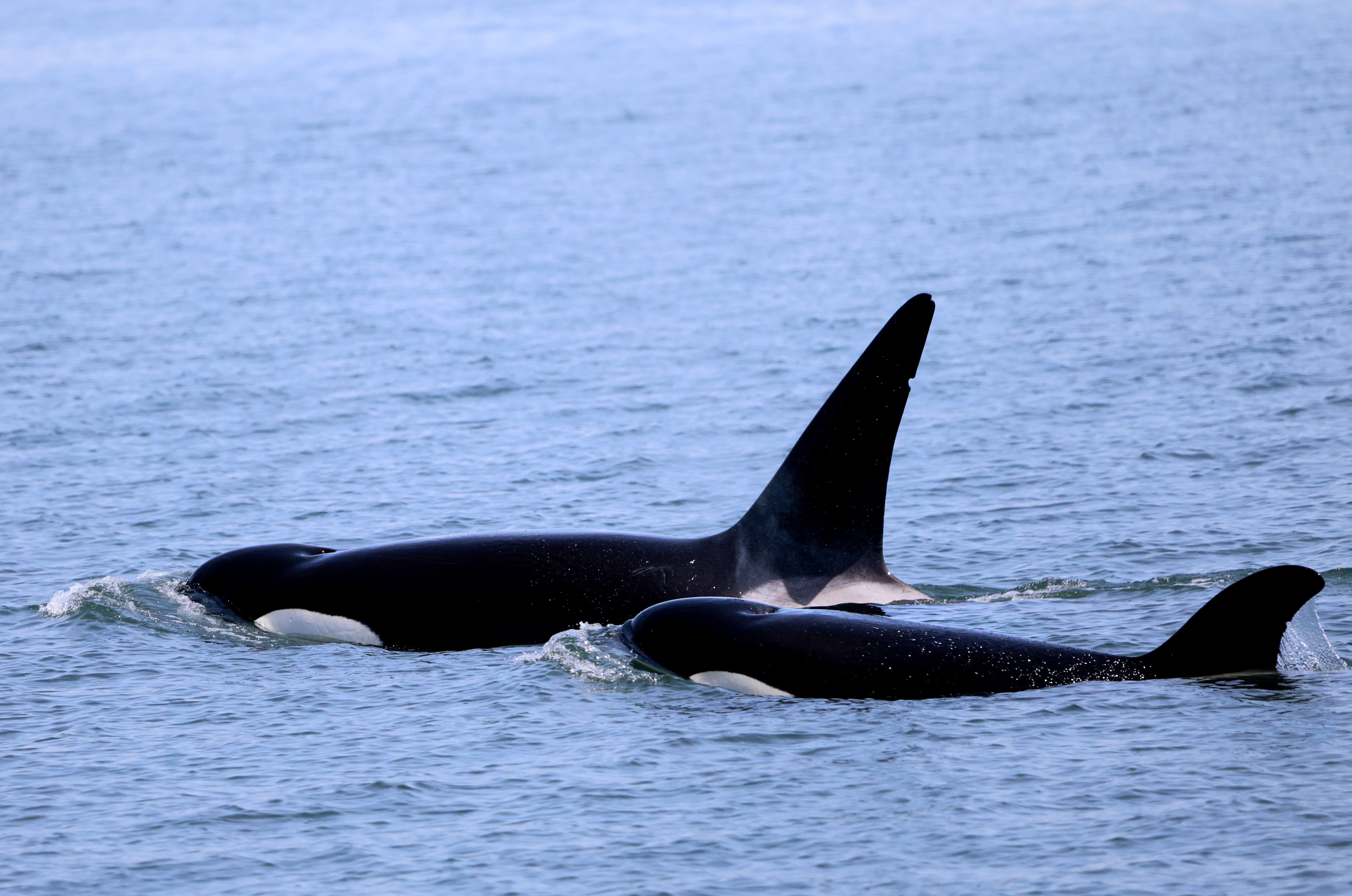 Two orca whale brothers, one big and one little, swim alongside each other in Seattle area waters. 