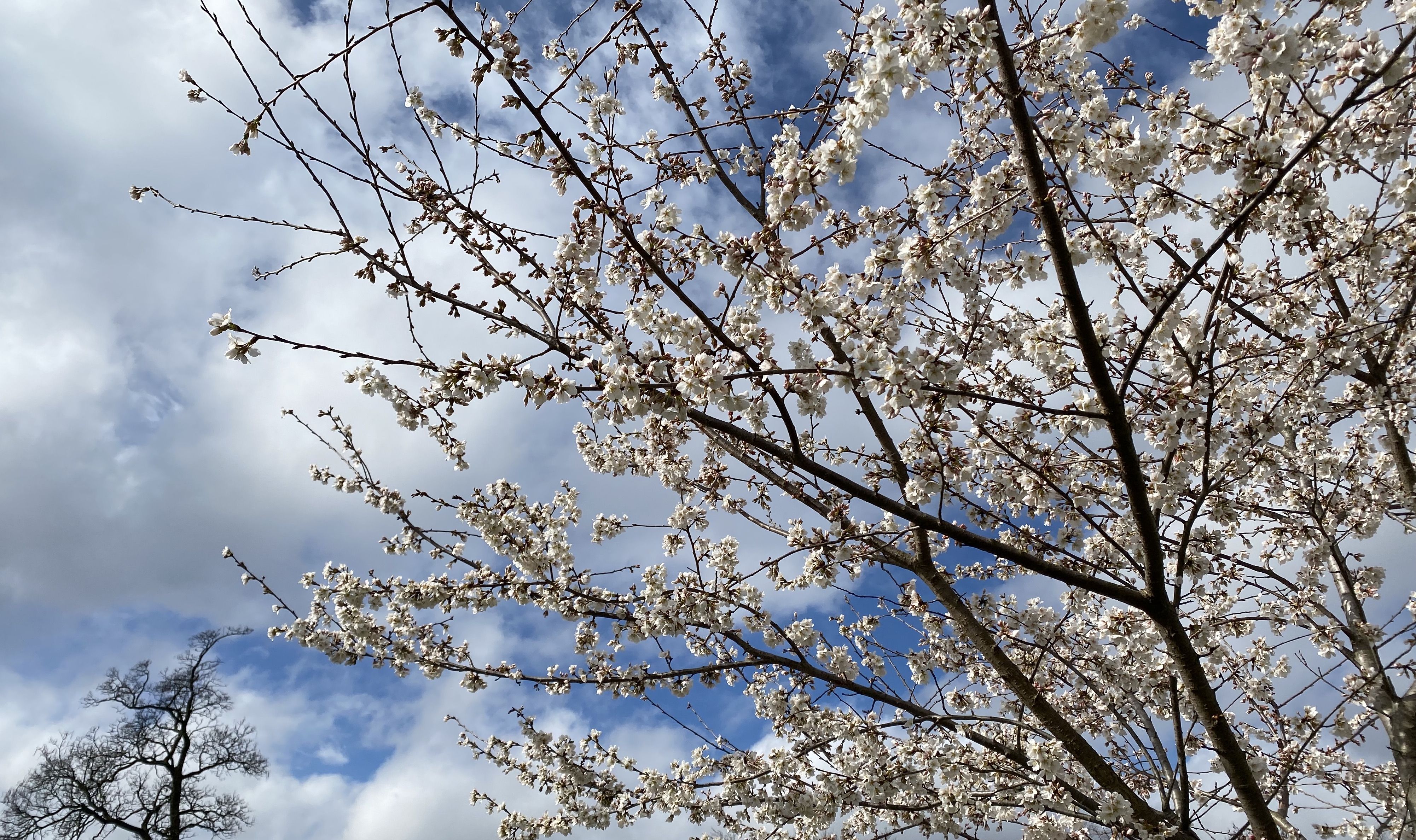 A flowering cherry tree reaches into a cloudy sky