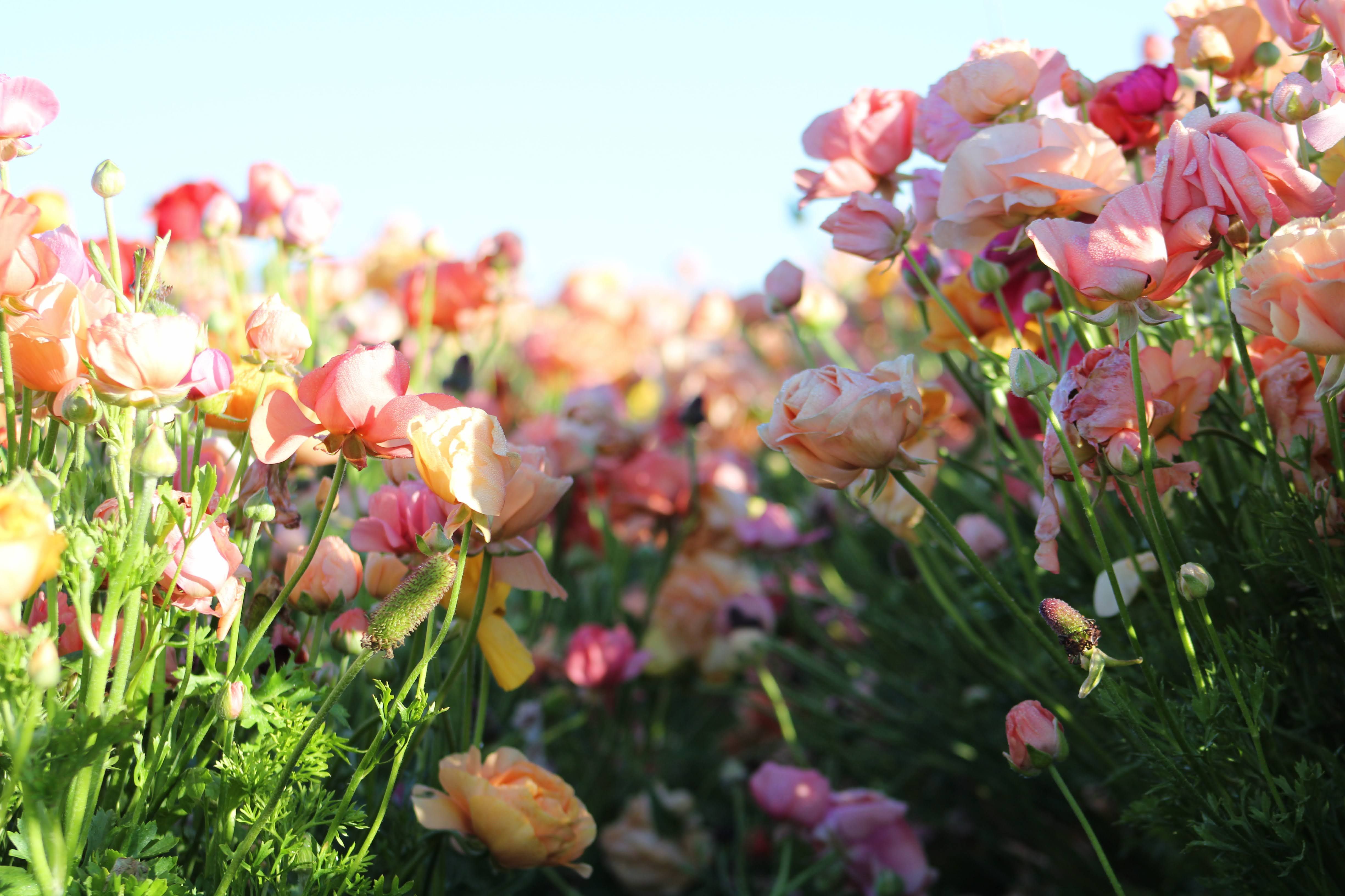Close-up of a colorful flower field with pink, peach, and orange blossoms under a clear blue sky, surrounded by green foliage and stems.