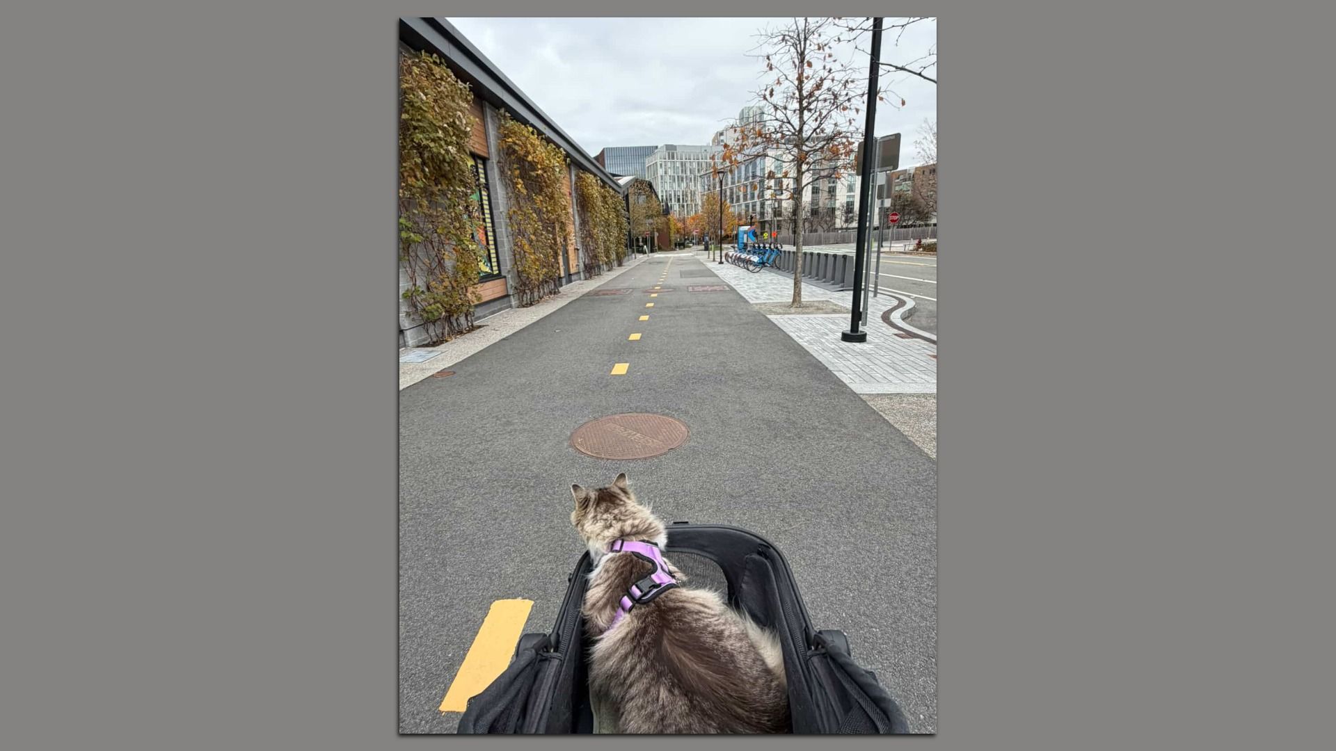 Gray and white cat wearing a purple harness sitting in a black stroller on a paved bike path with yellow dashed lines, surrounded by bare trees and modern buildings on a cloudy day.