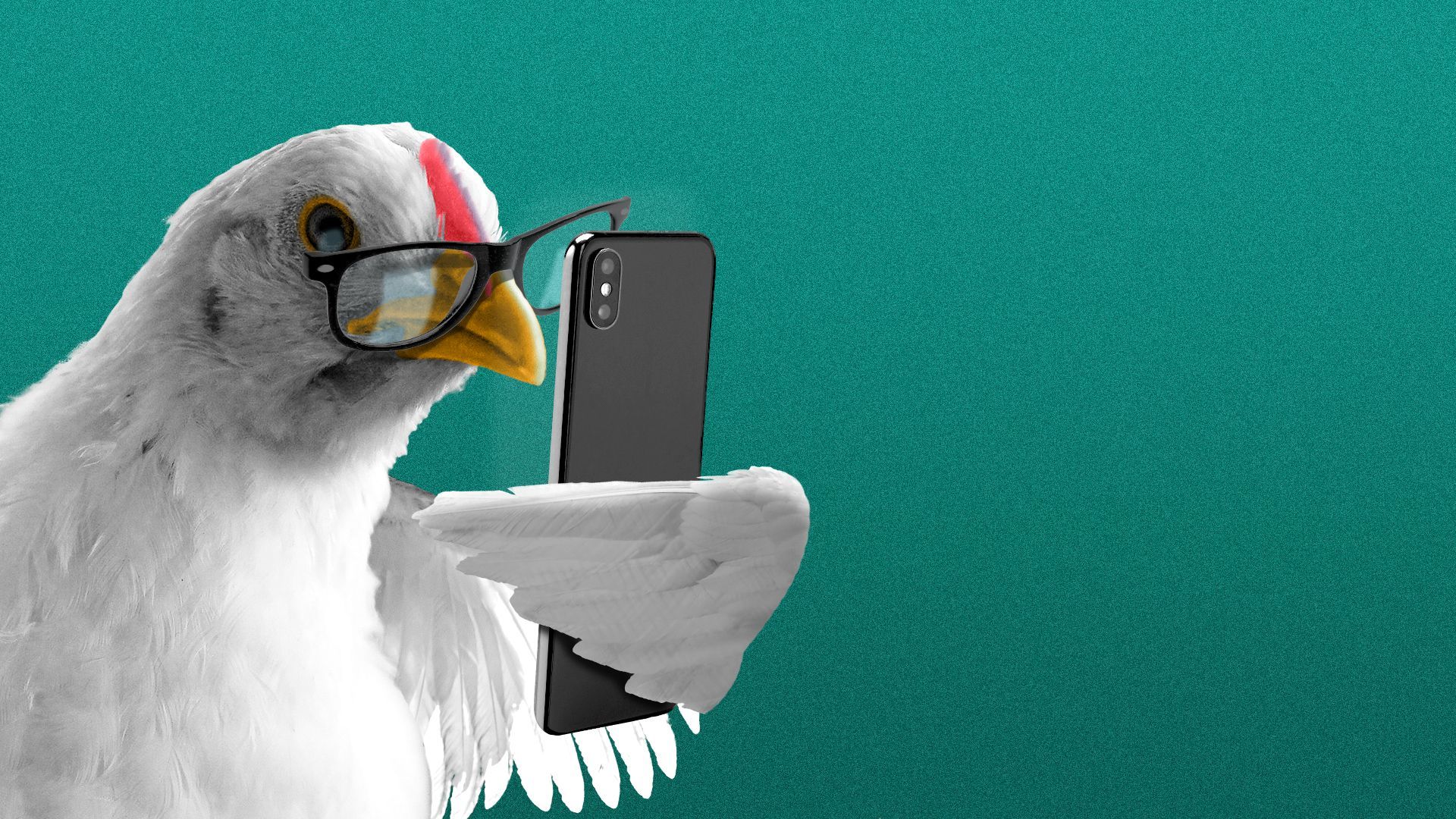 Illustration of a chicken wearing glasses and reading a smartphone.