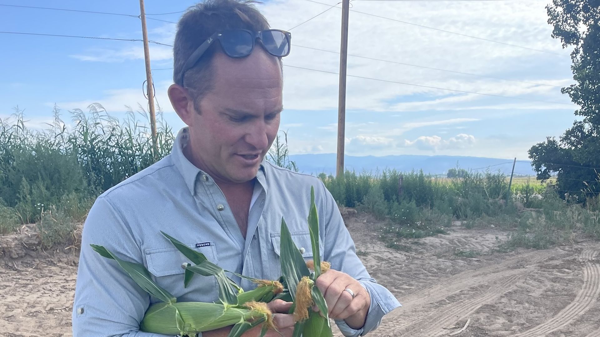Man wearing light blue shirt and sunglasses on head holds three ears of corn outdoors on a dirt path with green plants and a blue sky in the background.