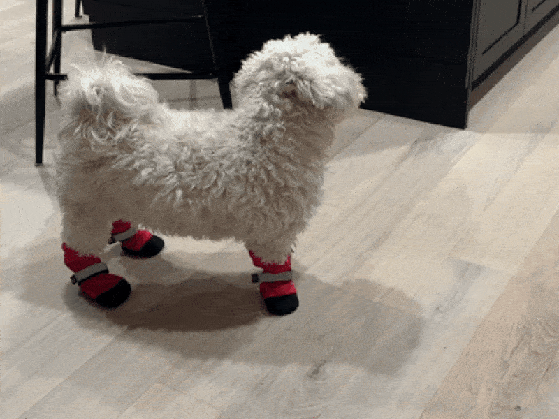 Gif of white fluffy dog walking in red booties