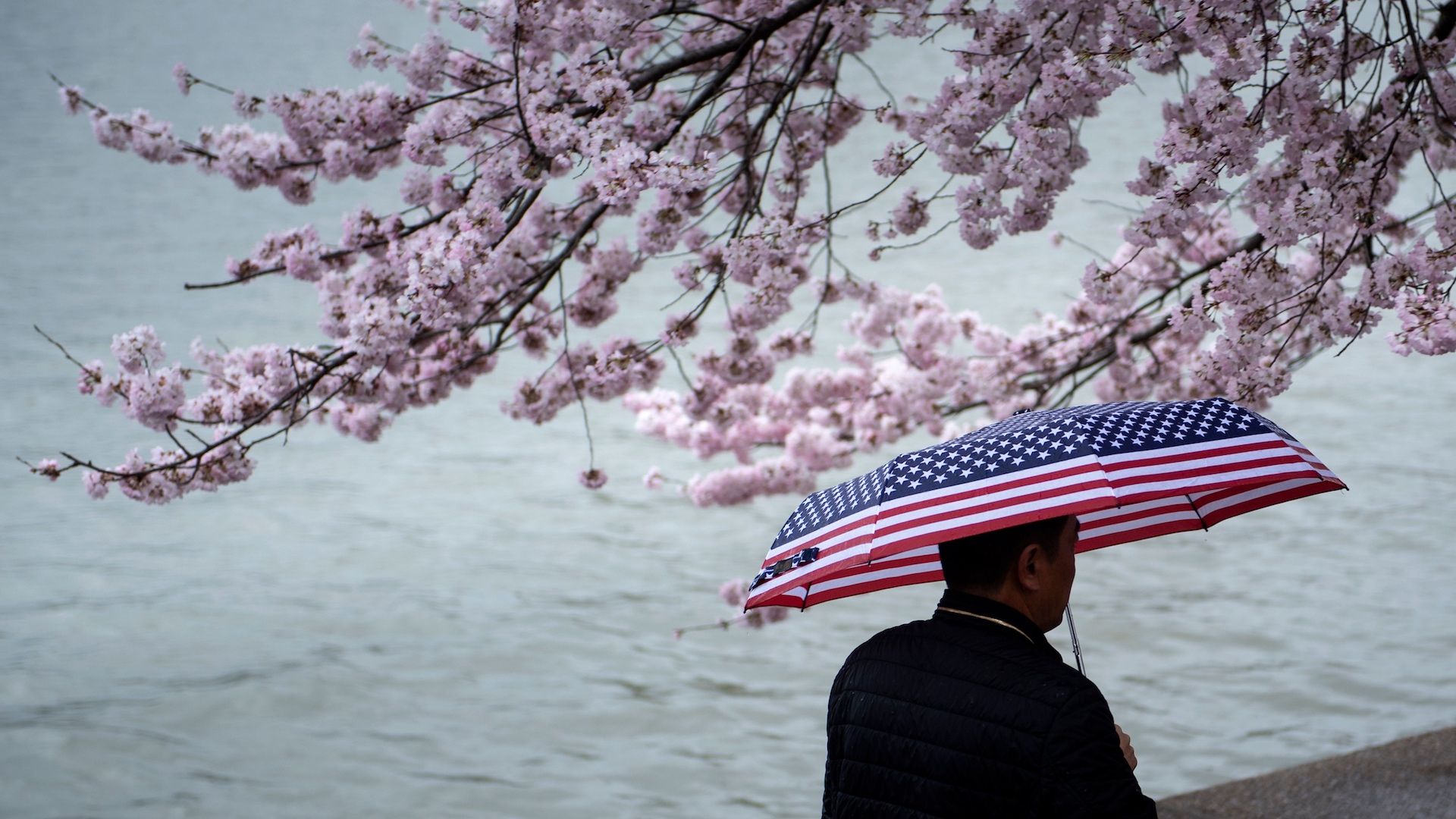 A man walking along the Tidal Basin in Washington with an umbrella