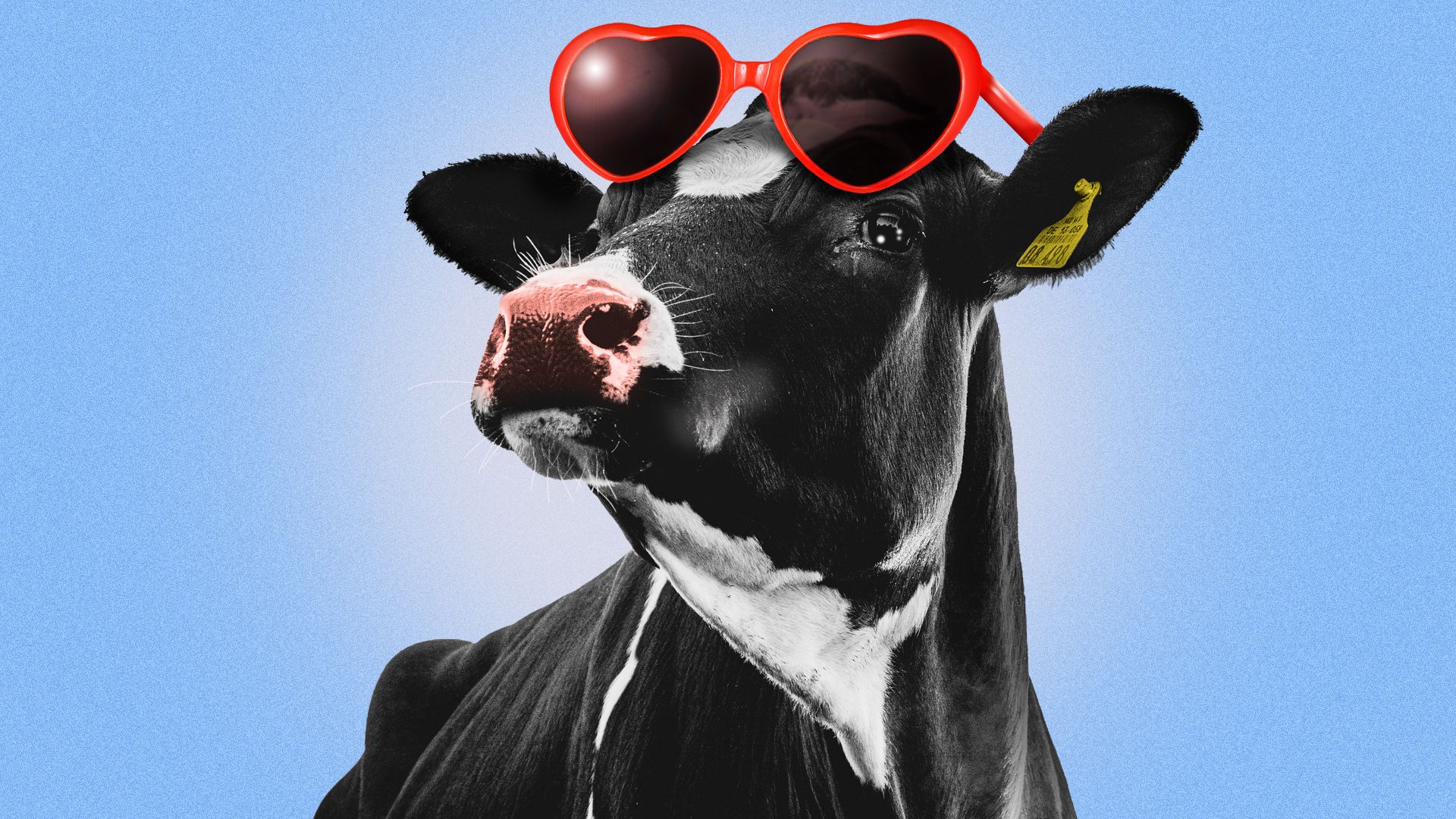 Illustration of a cow wearing a pair of heart-shaped sunglasses