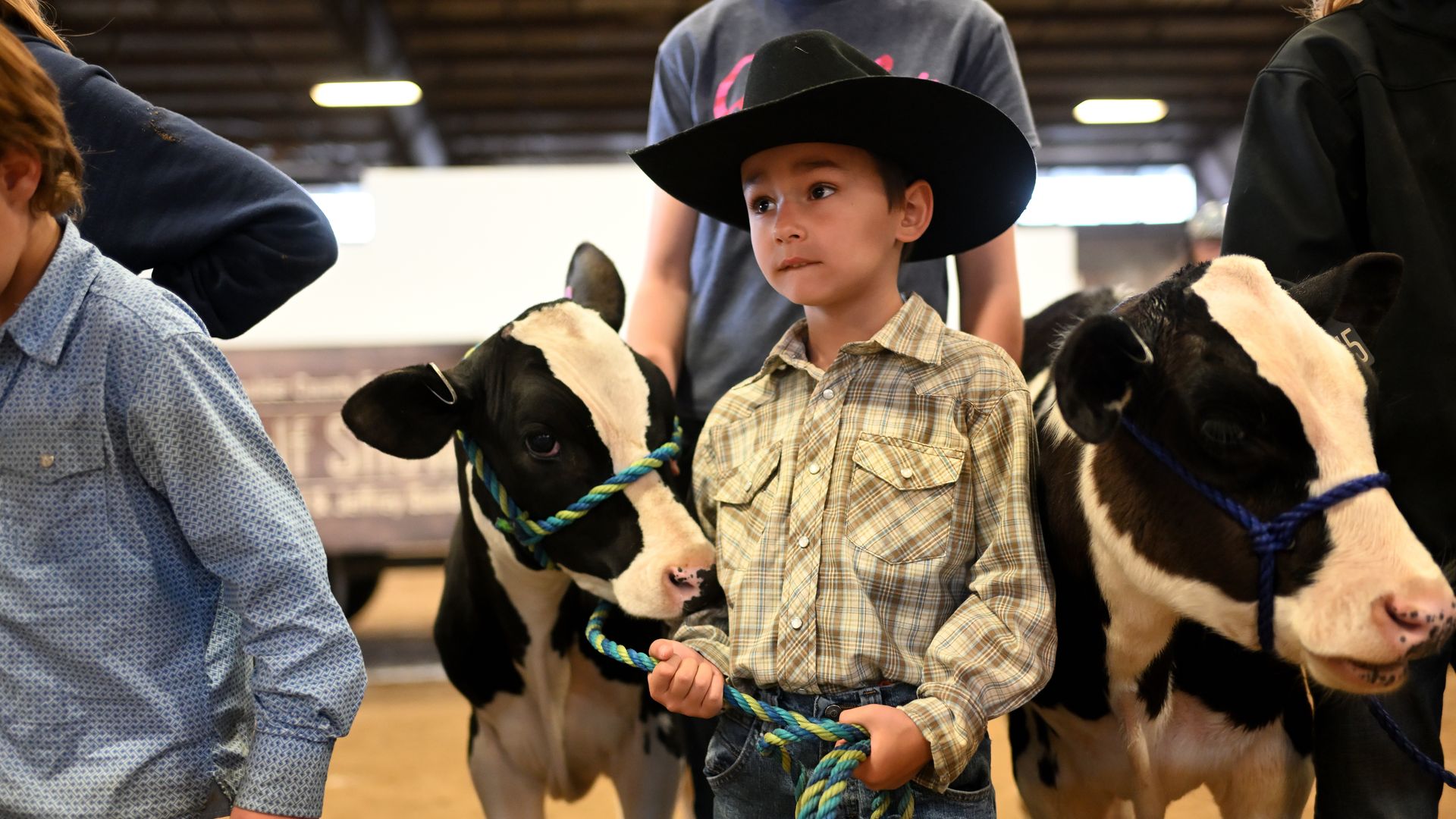 A young boy wearing a black cowboy hat and plaid shirt holds a blue and green rope attached to a black and white calf inside an indoor arena.