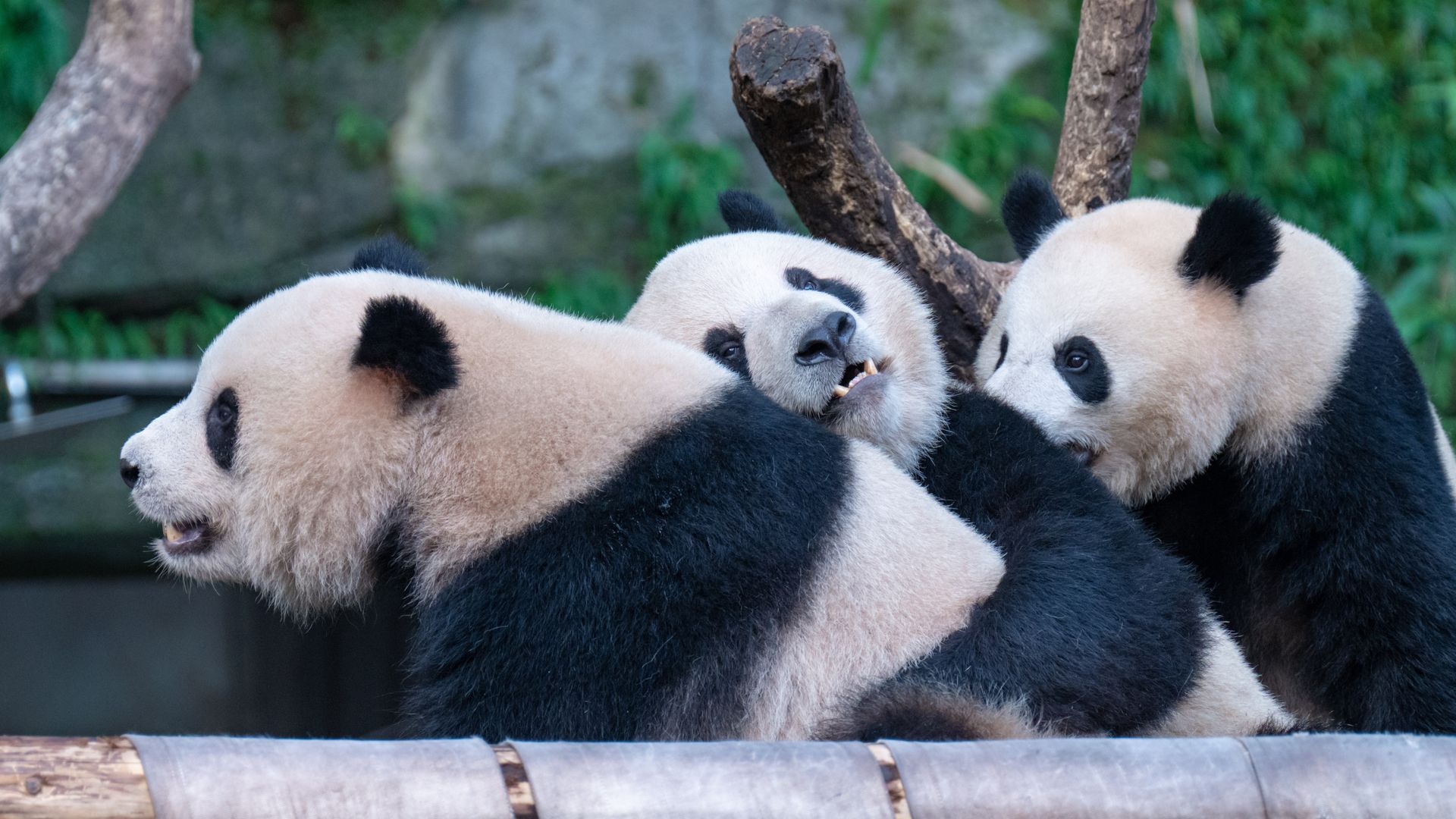Photo of three pandas holding on to each other 