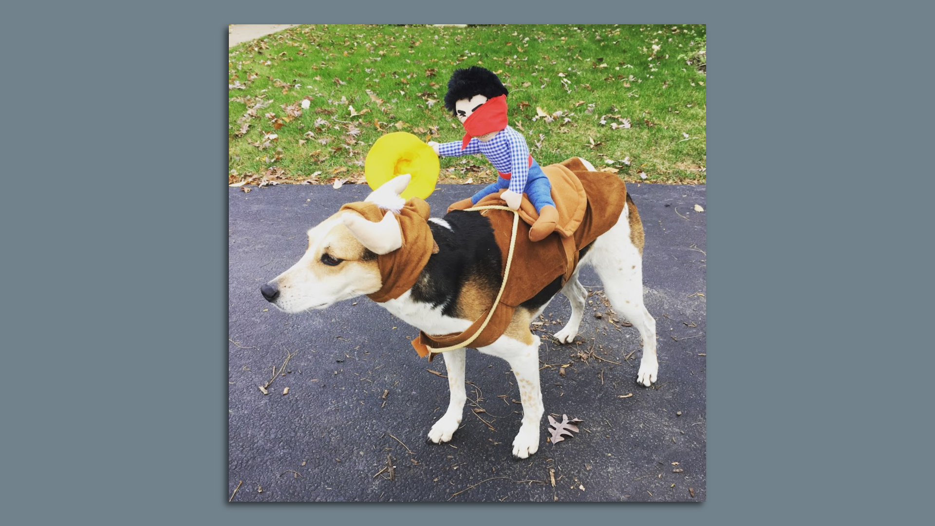 Dog with toy rider