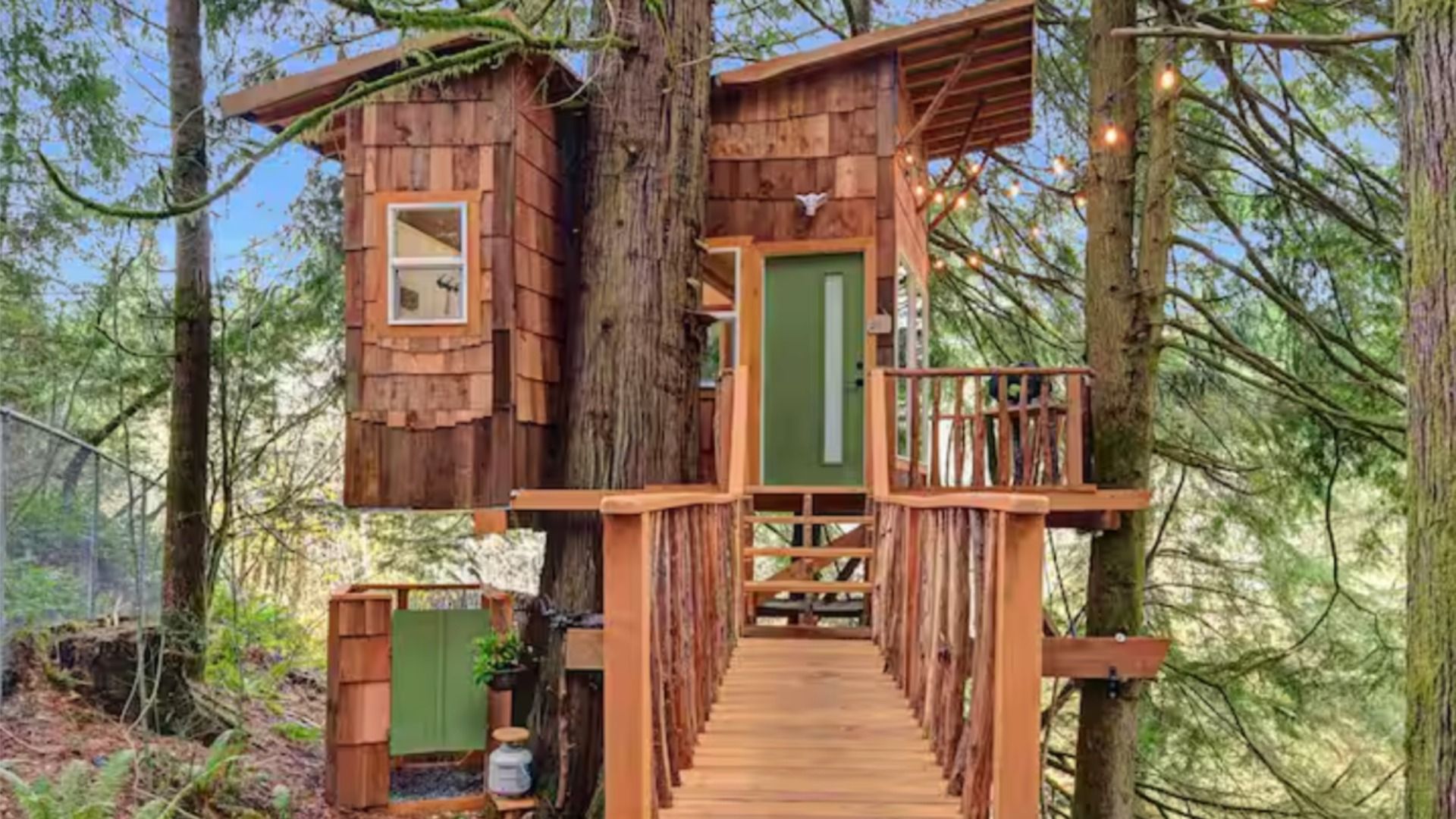 A cedar treehouse with a green door is nestled in a canopy of evergreens. 
