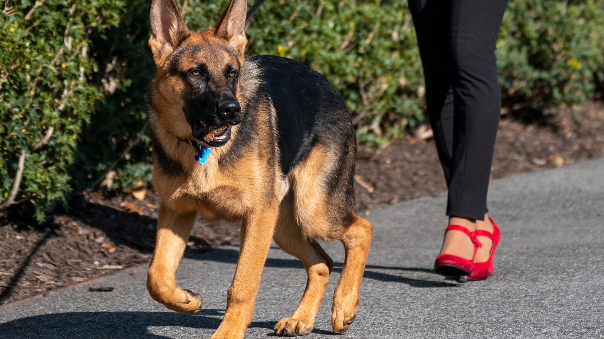 Commander, one of the Bidens' German shepherd, is shown being walked.
