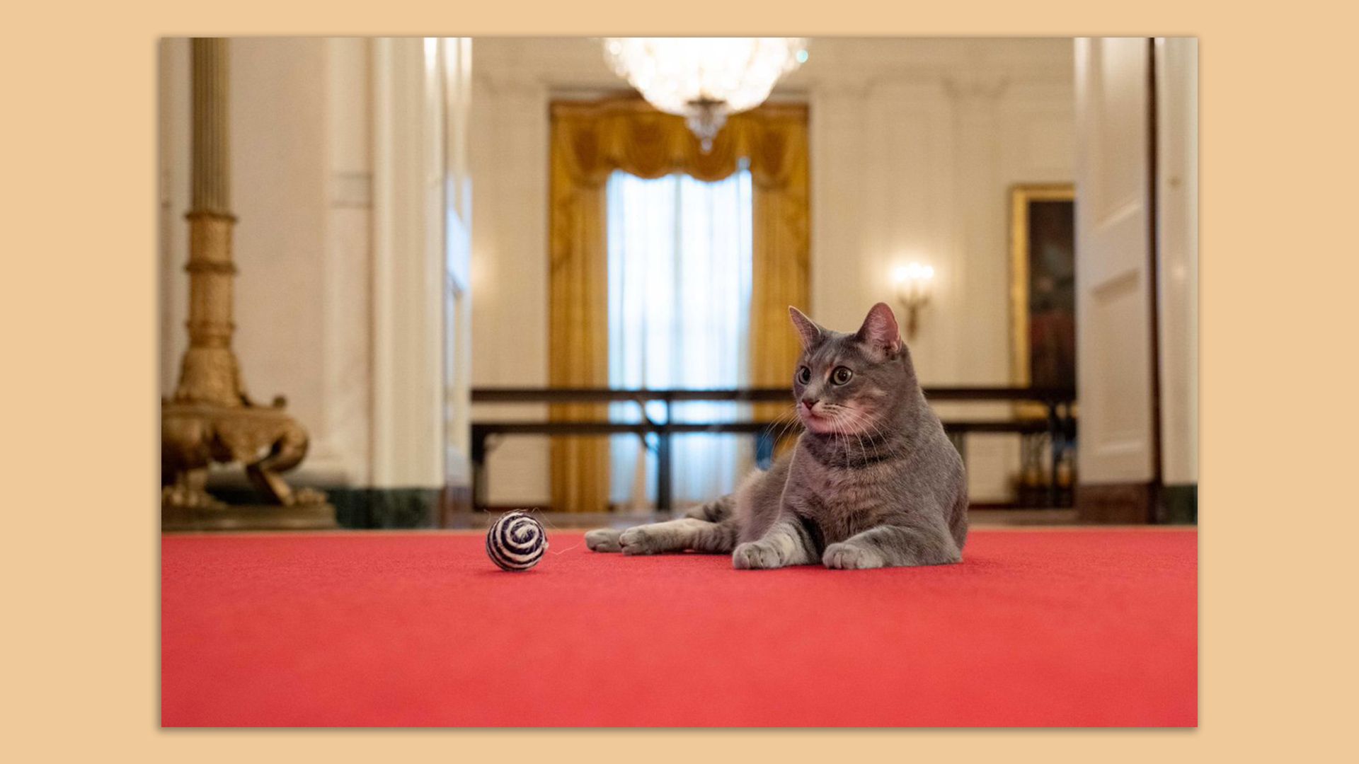 Willow, the White House cat
