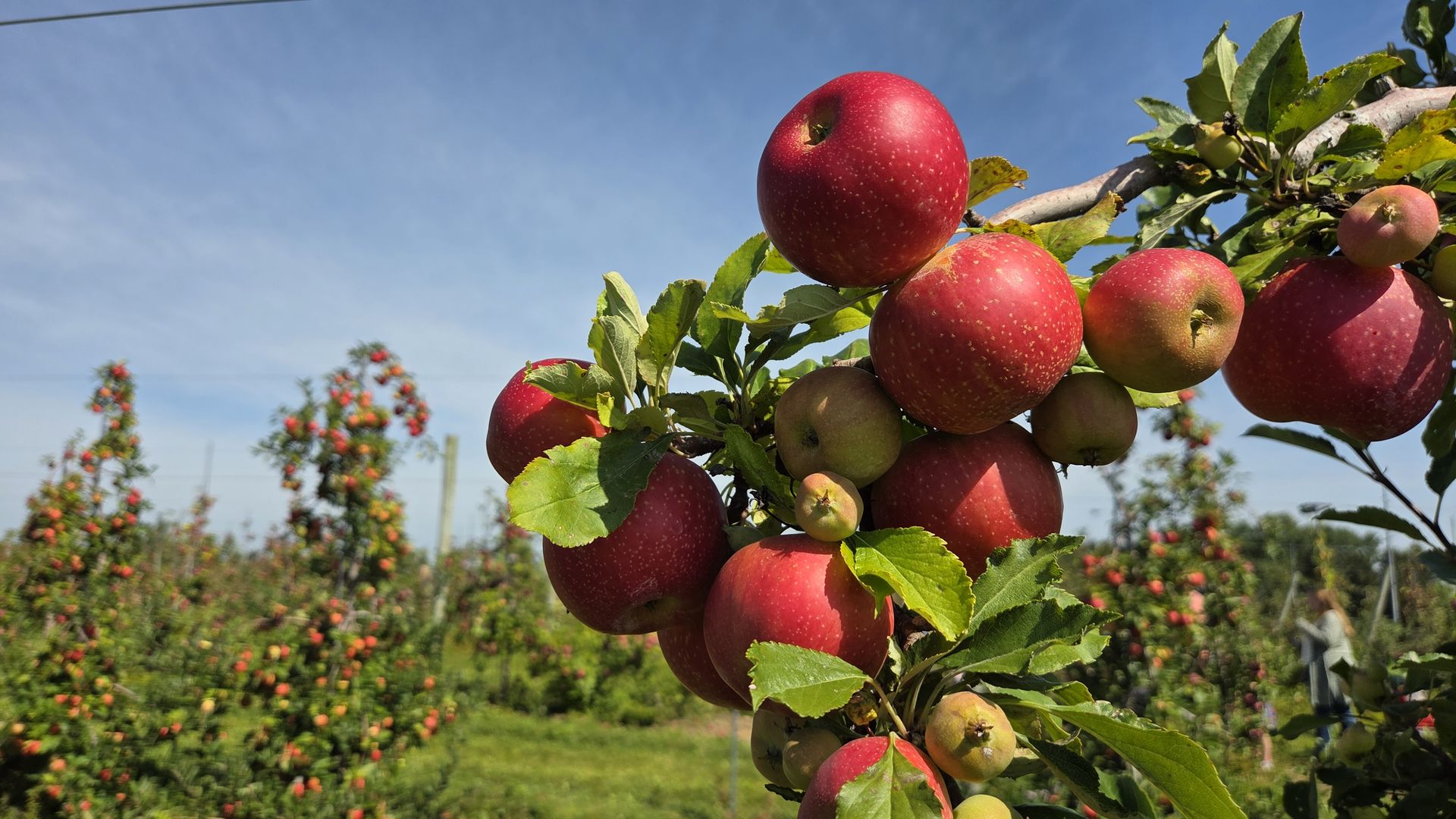 Branch heavy with ripe red apples and green leaves in an apple orchard, blue sky overhead; distant rows of trees with more fruit in the background.
