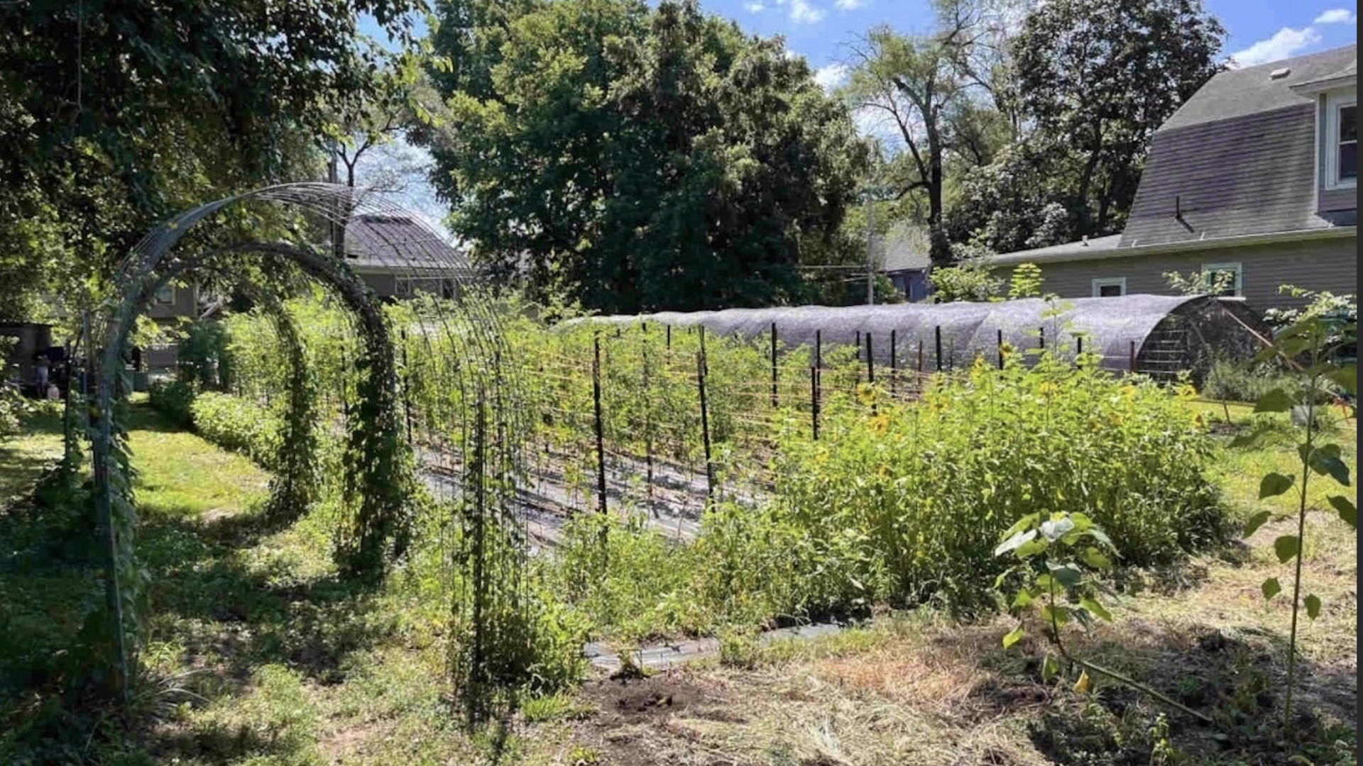 Sunny backyard garden with a vine-covered metal arch on the left, trellised rows of plants, a plastic hoop tunnel in the middle, and houses in the background.