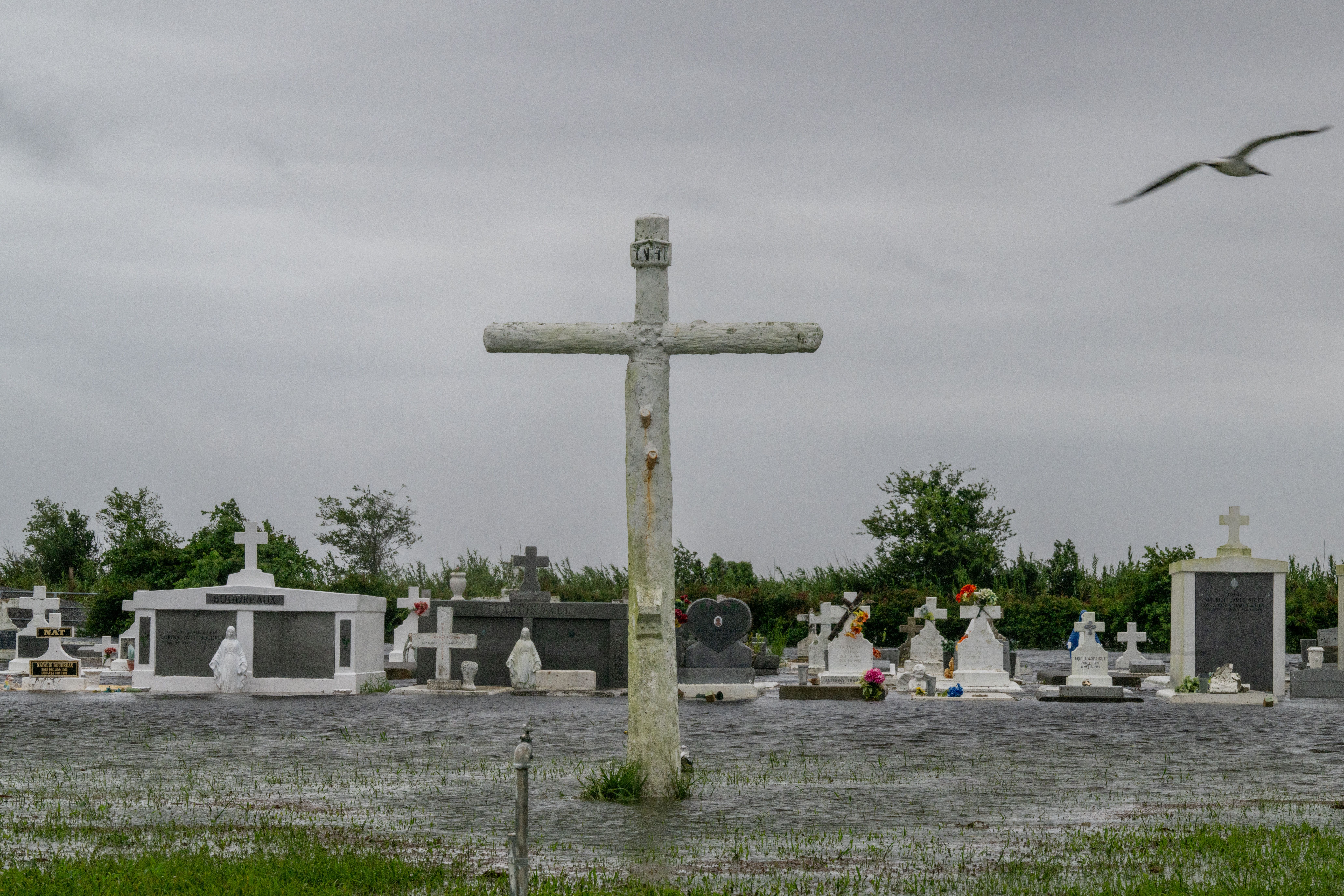 A seagull flies by a cross in front of a flooded cemetery.