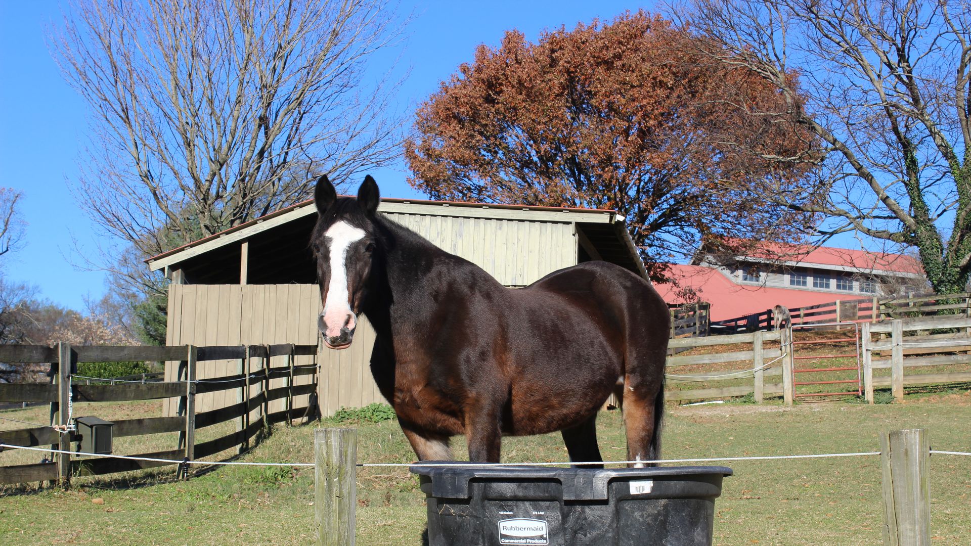 a brown horse with a white nose standing at a trough at Maymont 