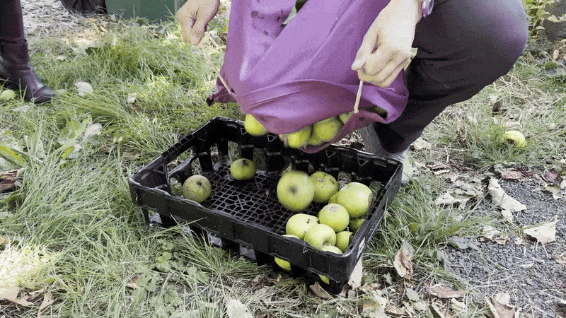 An animated GIF shows an apple=picking apron being emptied into a small bin.