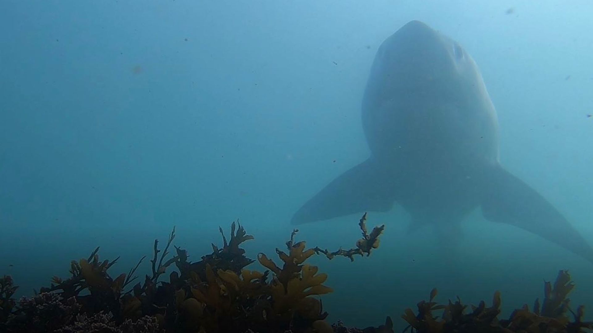 Underwater scene with a large shark gliding above a dark coral reef; hazy blue water surrounds the scene, brown-yellow seaweed in the foreground.