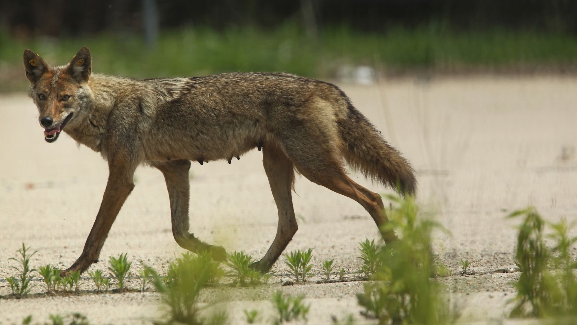 A coyote on a concrete path with weeds poking through.