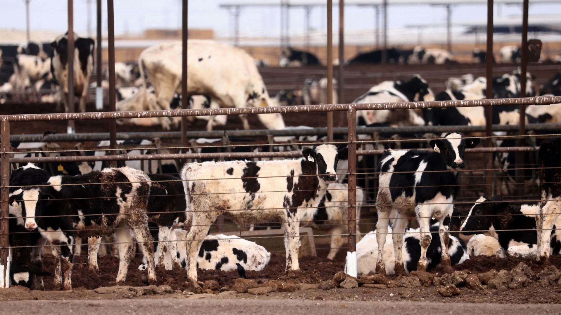 California cattle bird flu