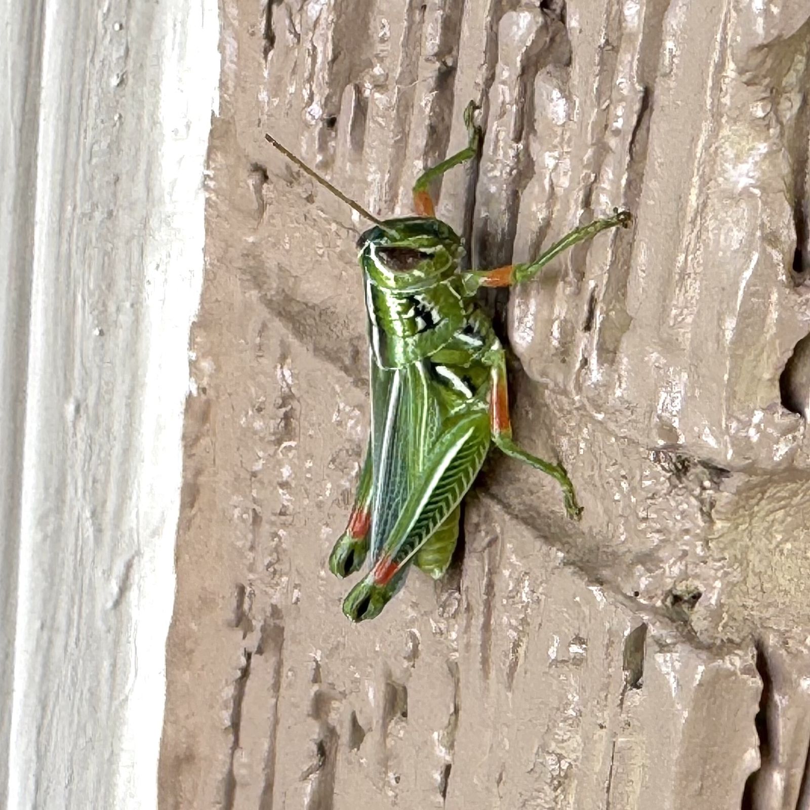 1 pic to go: Hesperotettix viridis - Axios NW Arkansas