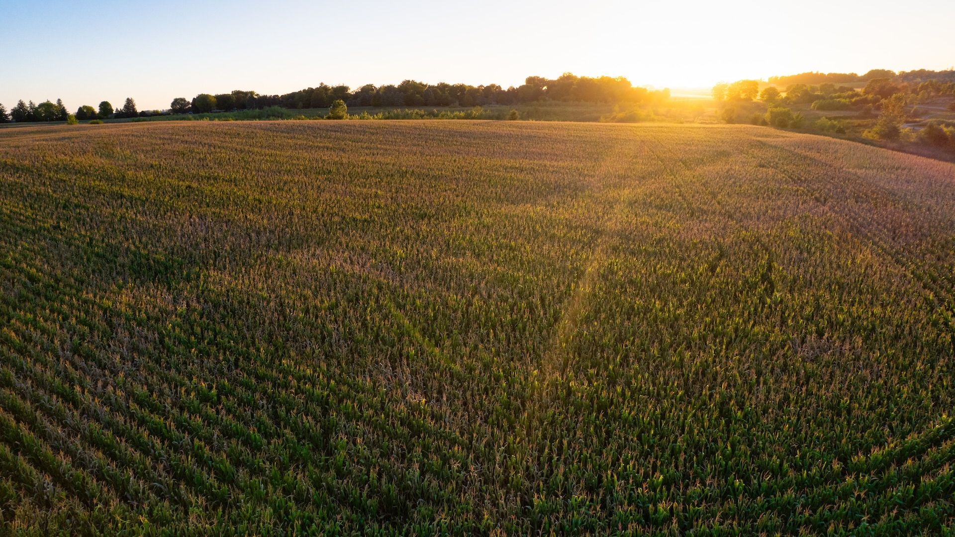 Wide field of grain at sunset, with a tree-lined horizon and warm golden light illuminating the stalks across the landscape.