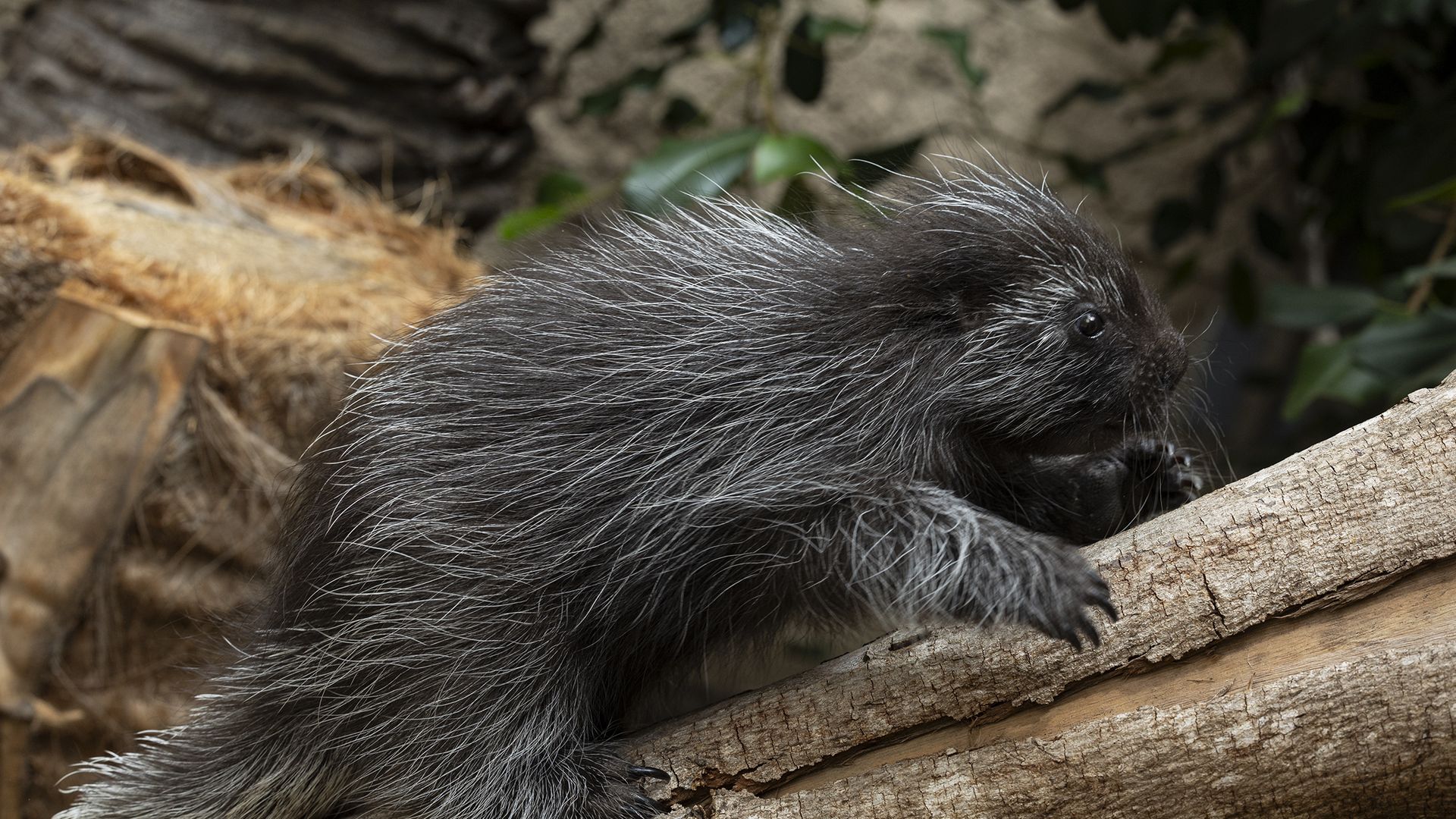 Dakota, the porcupette. Photo: San Diego Zoo Wildlife Alliance