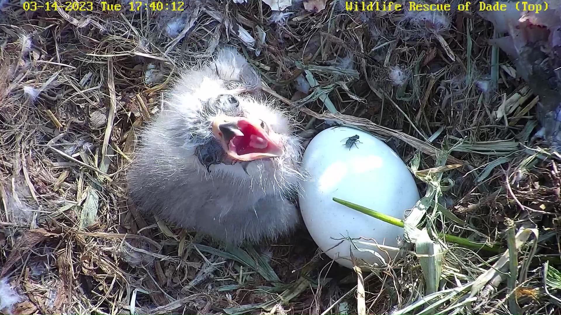 A baby eagle chick opens its mouth wide as it sits next to an egg. 