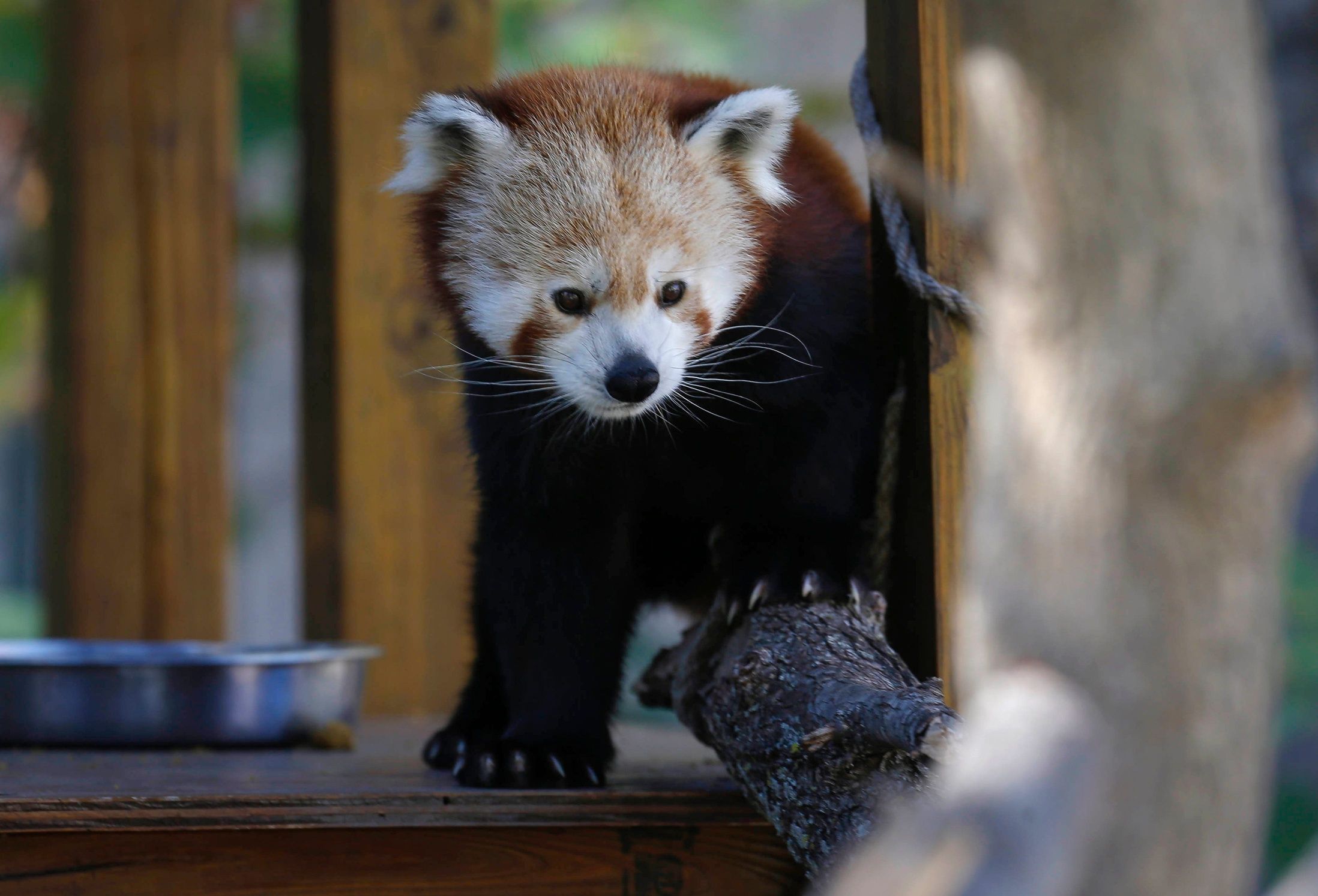 A red panda at Blank Park Zoo