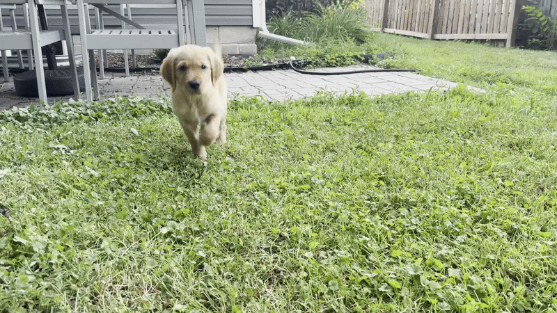 A light golden retriever puppy runs across a green lawn in a backyard, with a wooden deck, stone patio, and a fence in the background.