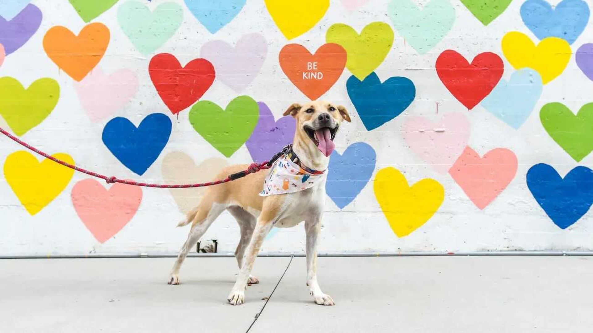Dog in front of a mural
