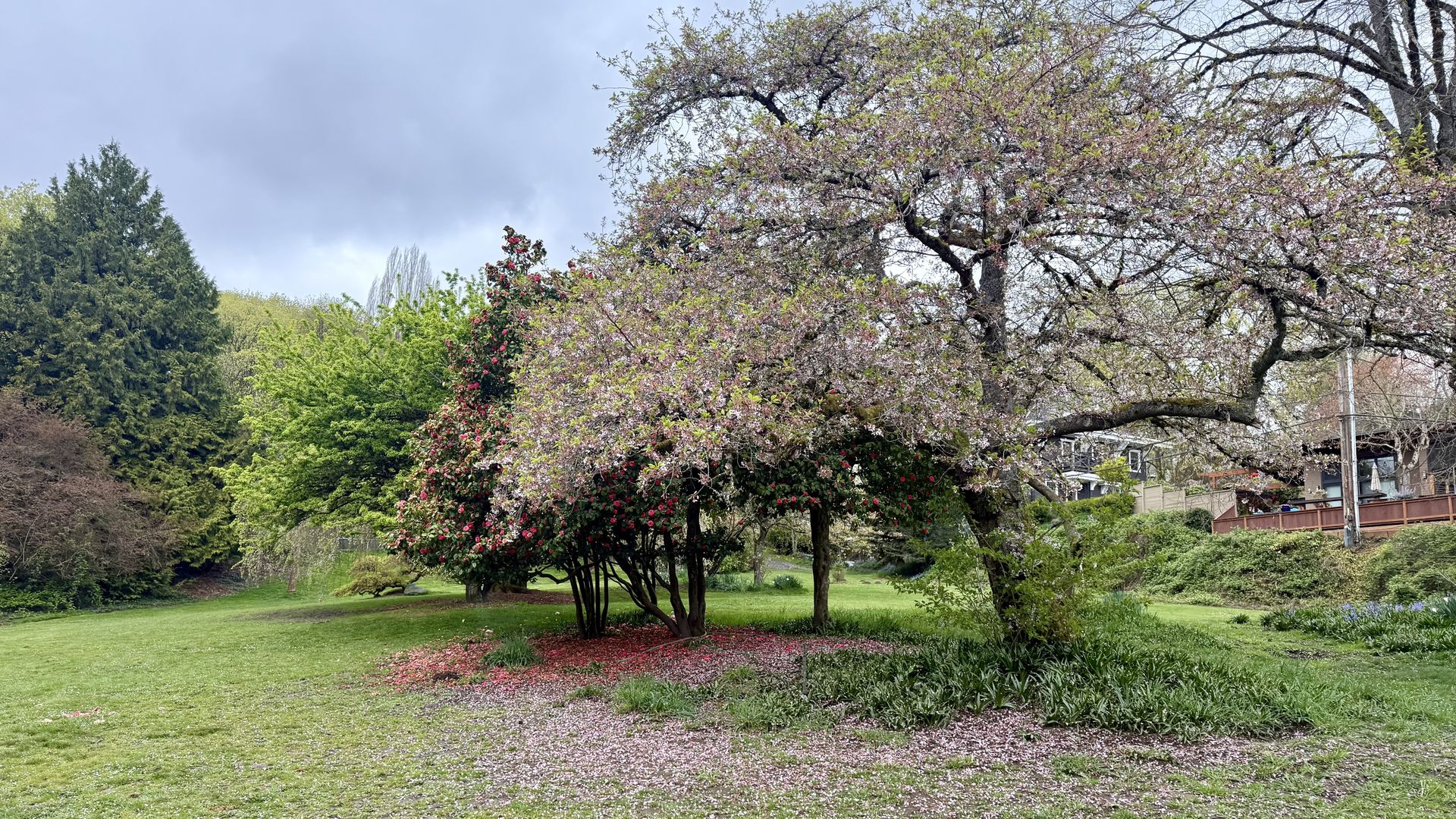 Cherry trees in bloom punctuate a green expanse of grass in a Seattle park. 