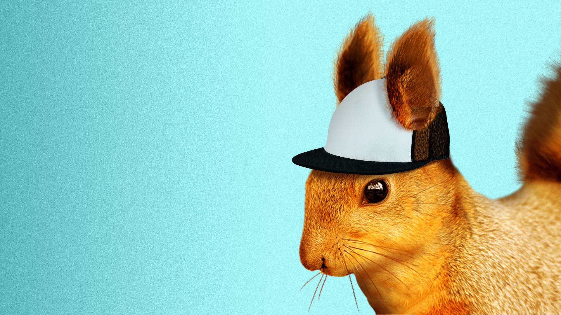 Illustration of a squirrel wearing a baseball cap.  