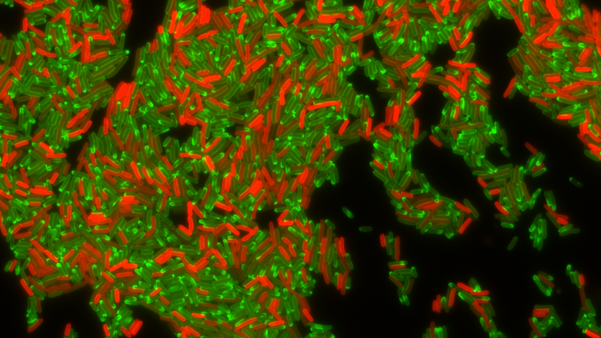 Drug-resistant bacteria producing a resistance factor