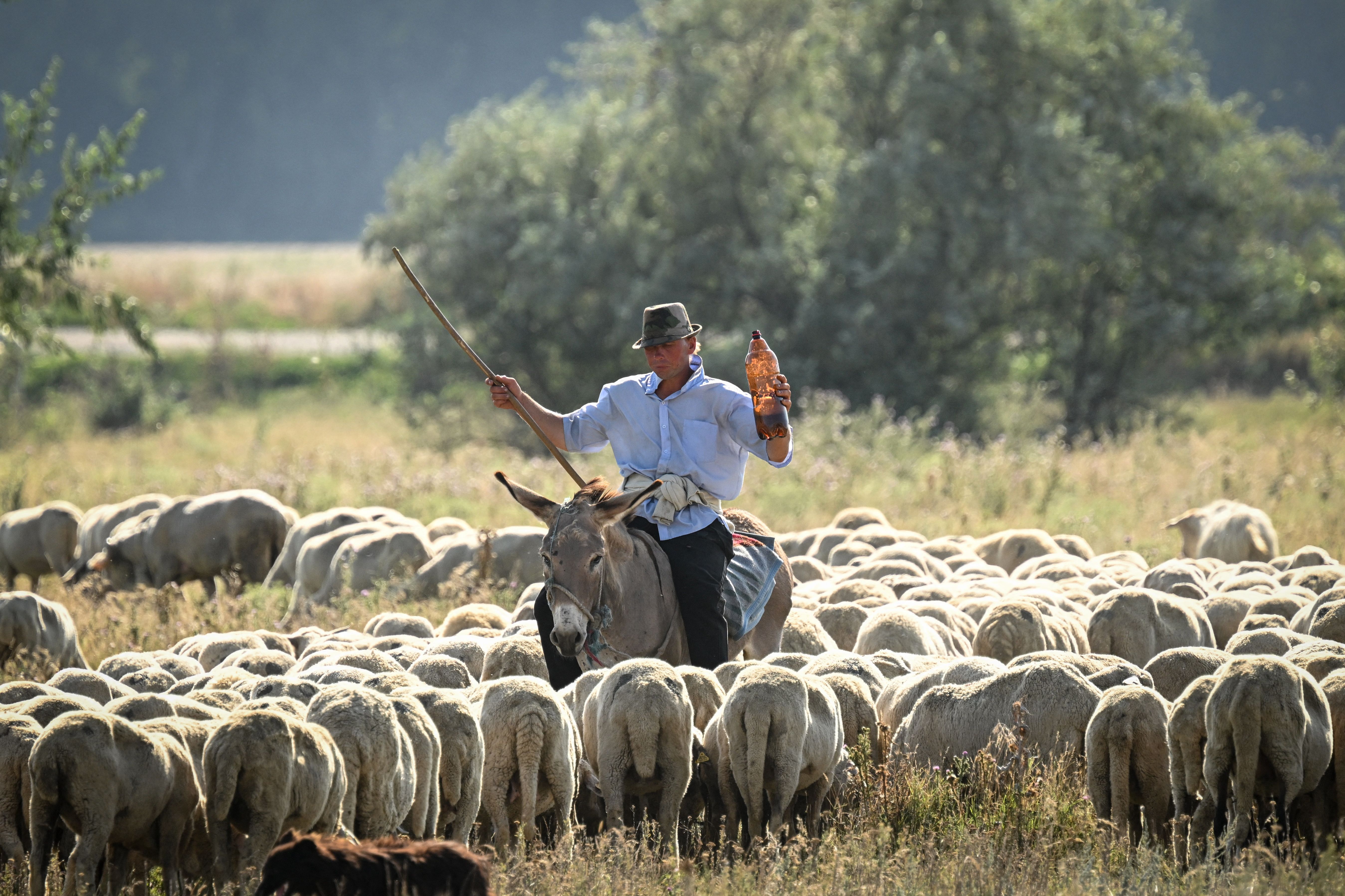 A Romanian shepherd sitting on a donkey takes care of his herd of sheep while holding a large beer bottle in his hand on a warm day near Frecatei village in the eastern Dobrogea region of Romania, on July 17, 2023. Romania currently experiences an extreme heat wave in the west and south of the country with temperatures reaching up to 40 degrees Celsius. 