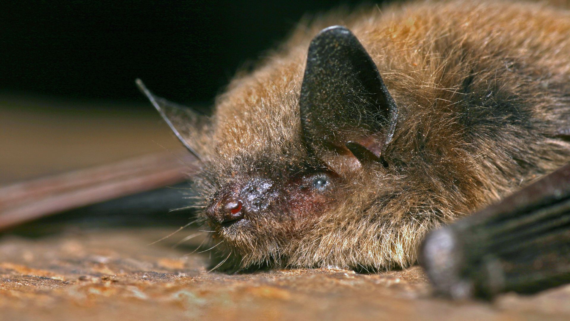 A little brown bat rests on the bark of a tree.