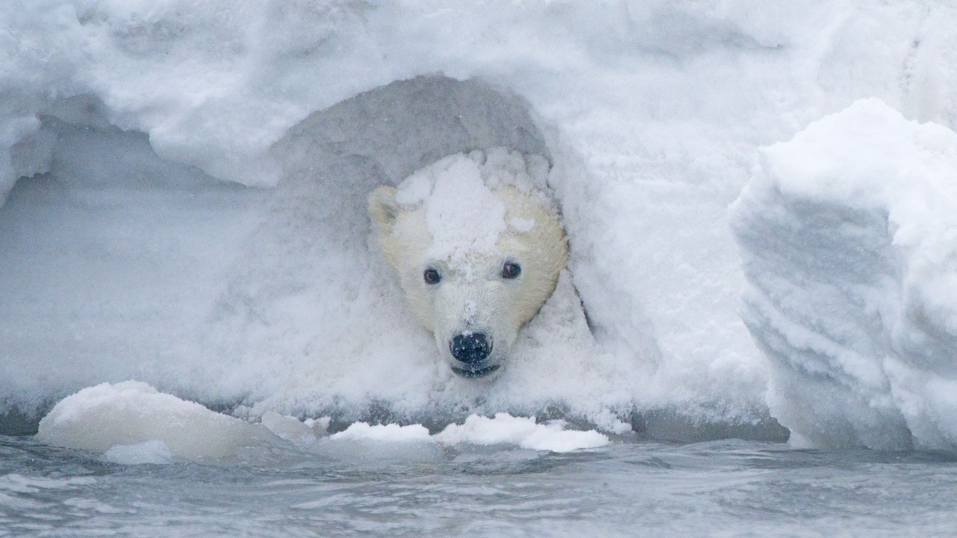 In this image, a polar bear pokes his head out of a snow mound.