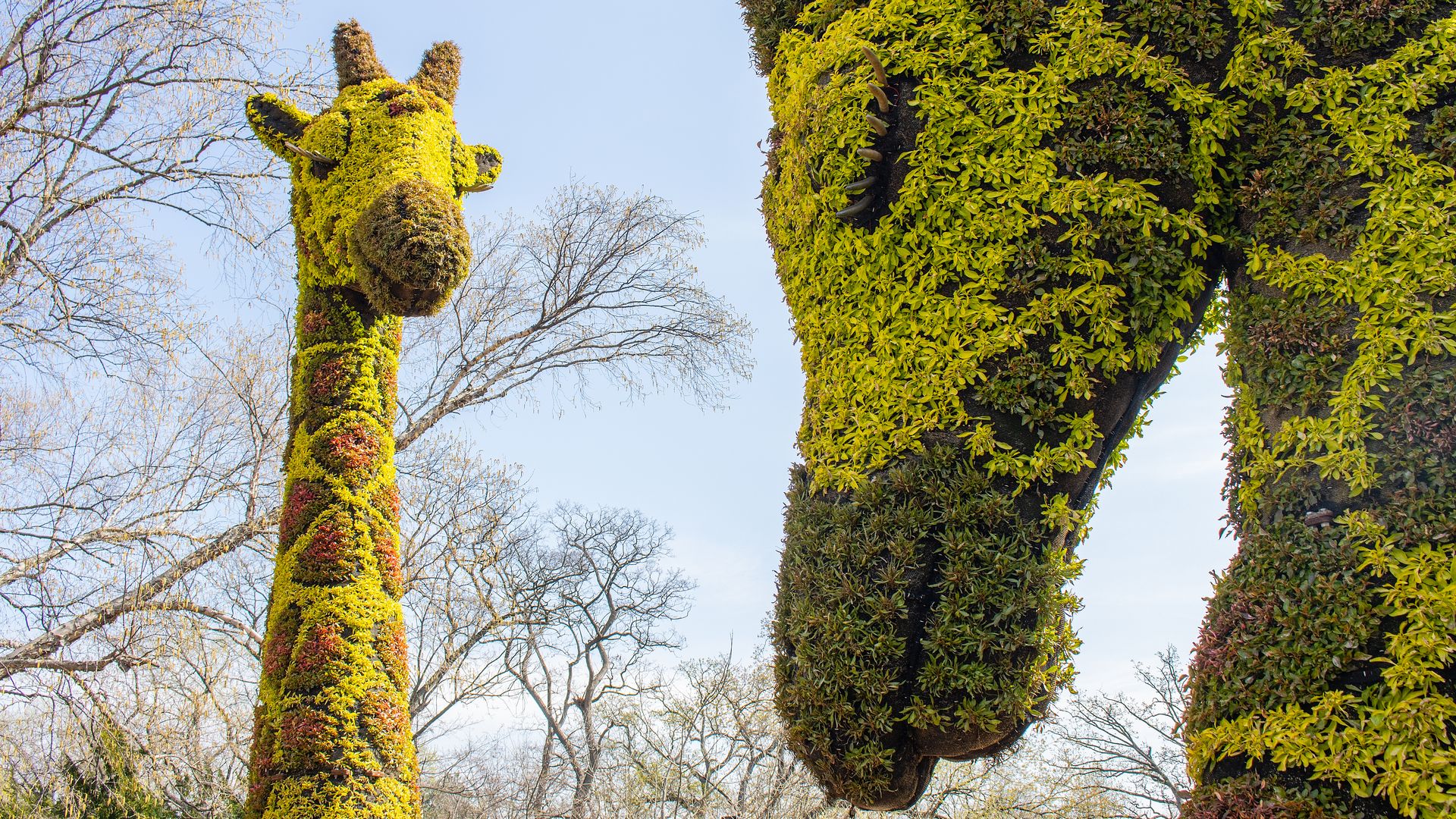 Giant giraffe plant sculptures