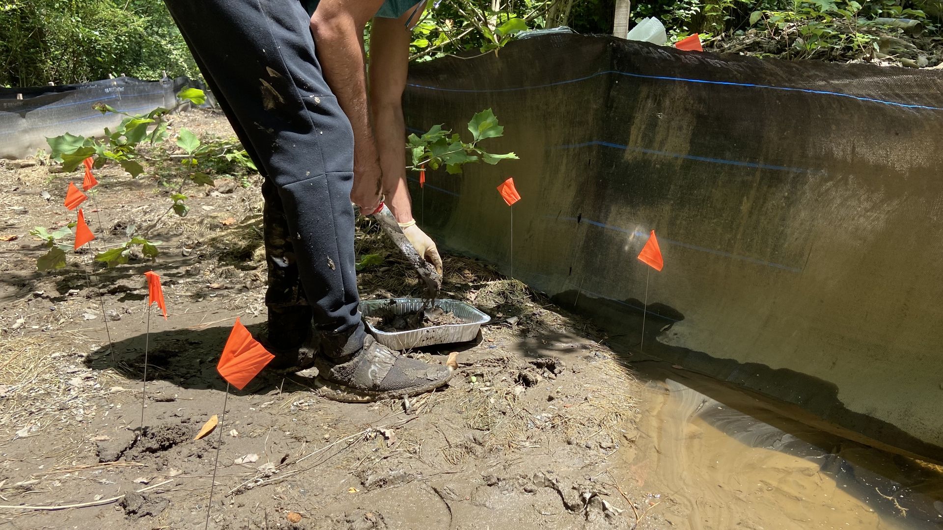 A person leans over to scoop up mud for water samples near little orange flags marking where other samples have been pulled.